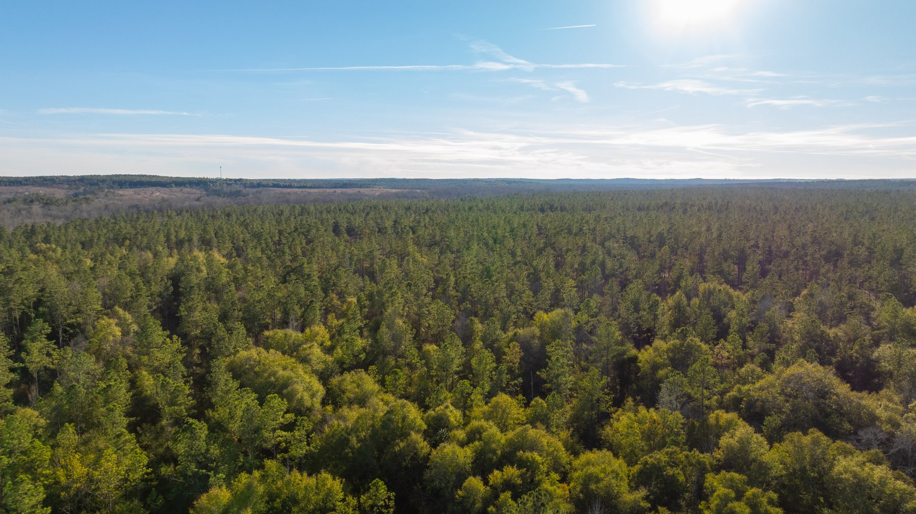 Image for 775± Total Acres - King Tract - Premium Plantation Pines - Large Timber Investment - Choctahatchee Creek Frontage
