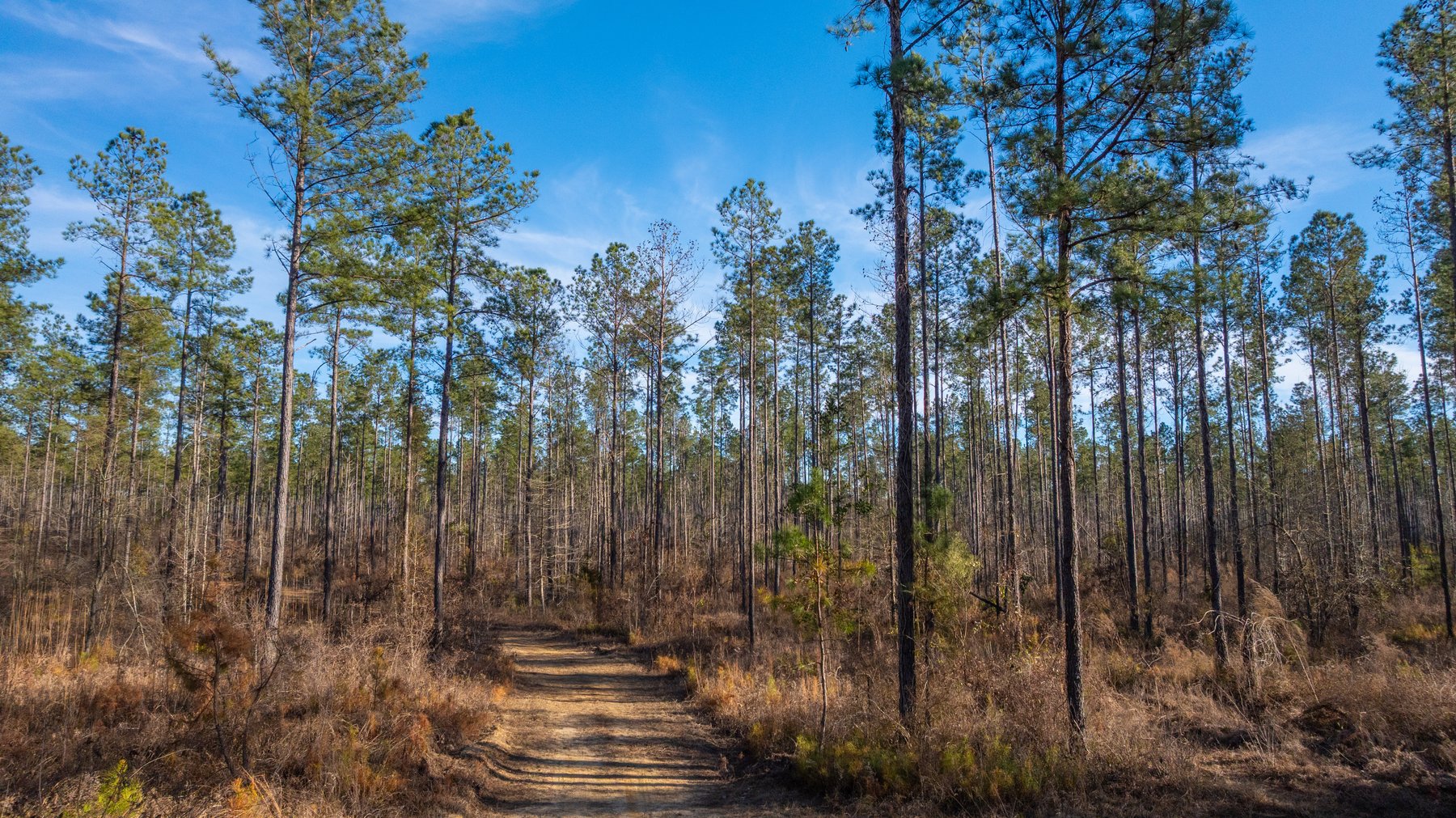 Image for 775± Total Acres - King Tract - Premium Plantation Pines - Large Timber Investment - Choctahatchee Creek Frontage