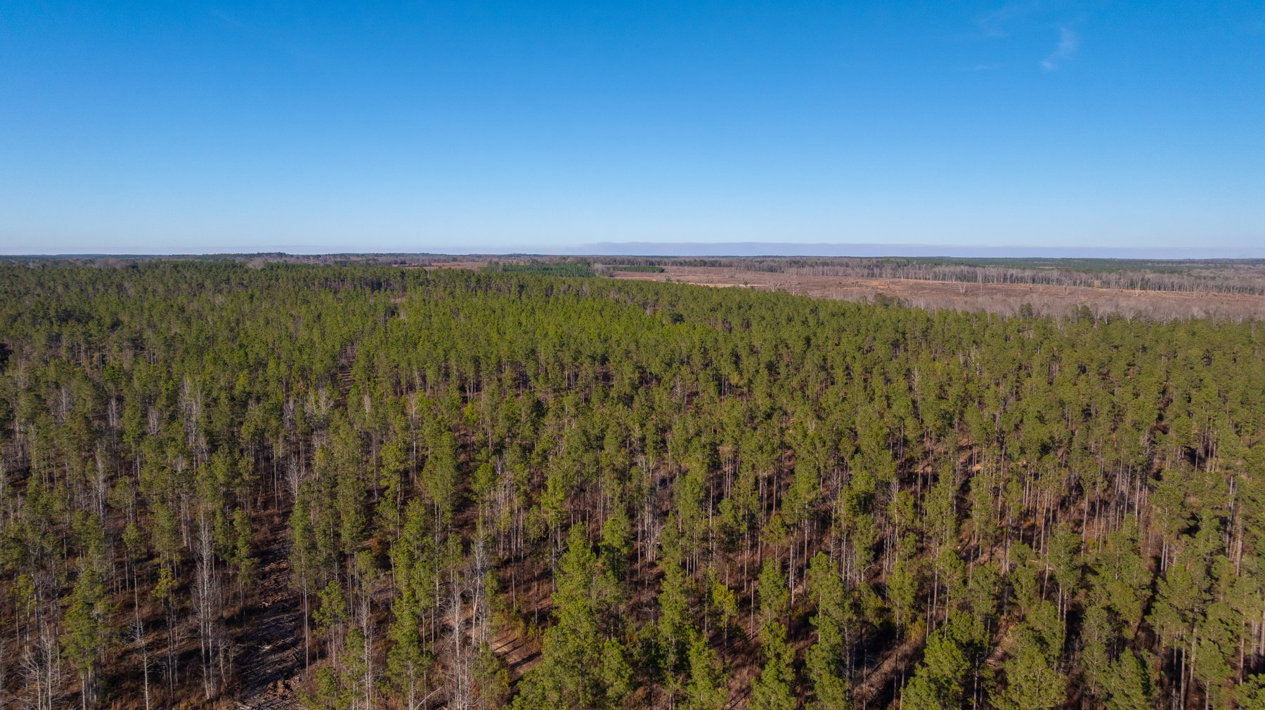 Image for 775± Total Acres - King Tract - Premium Plantation Pines - Large Timber Investment - Choctahatchee Creek Frontage