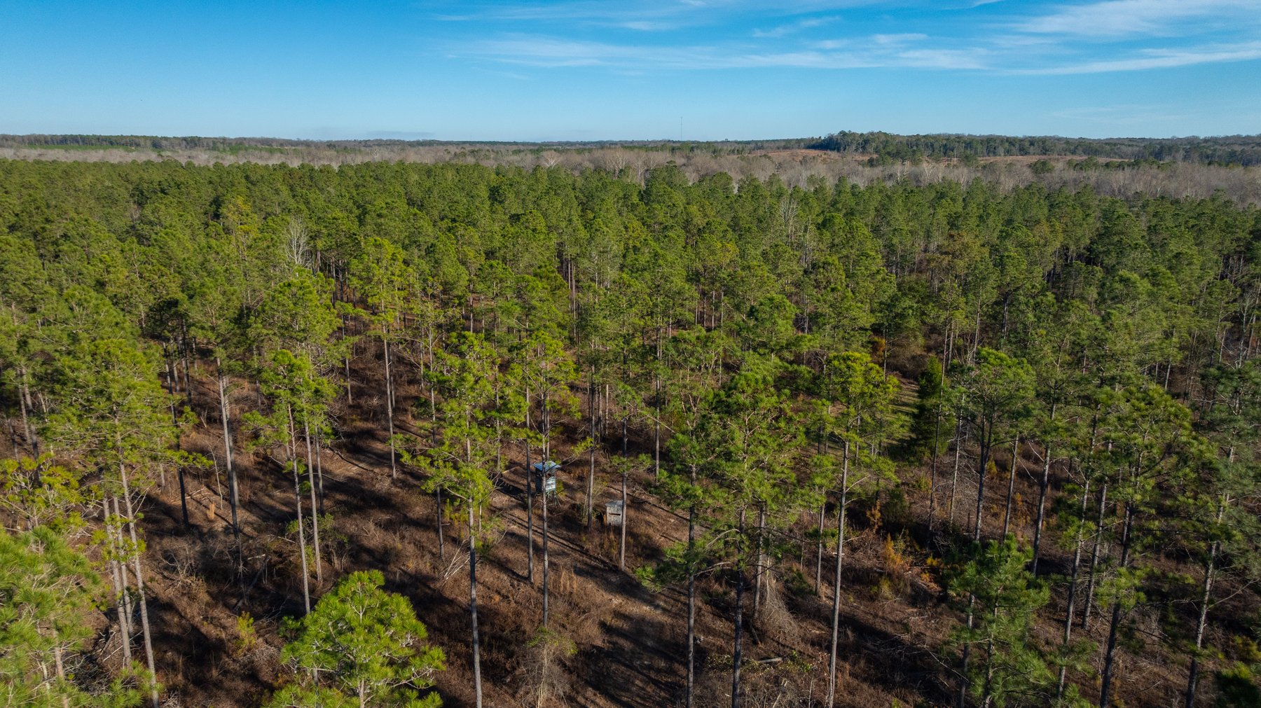Image for 775± Total Acres - King Tract - Premium Plantation Pines - Large Timber Investment - Choctahatchee Creek Frontage