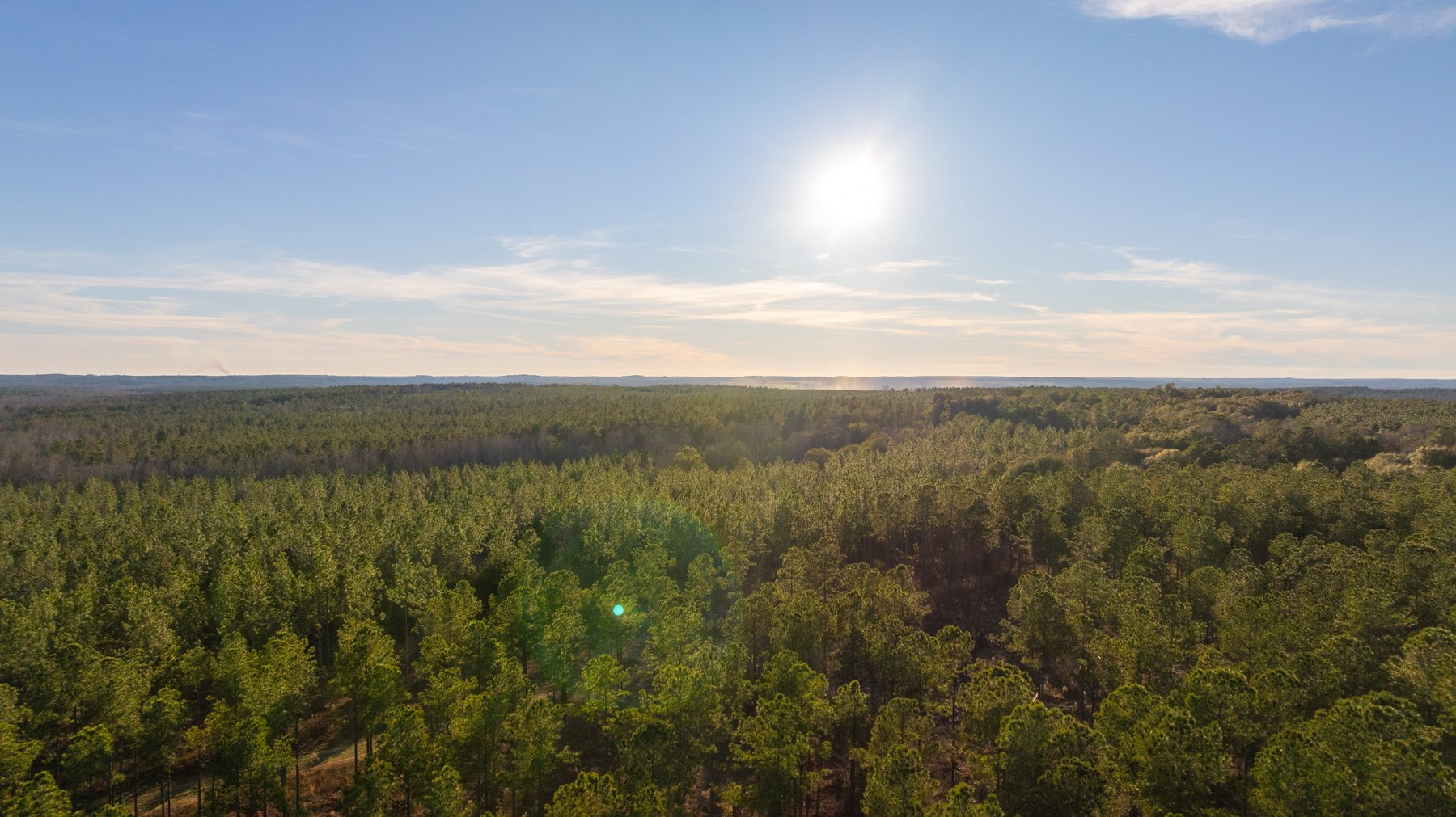 Image for 775± Total Acres - King Tract - Premium Plantation Pines - Large Timber Investment - Choctahatchee Creek Frontage