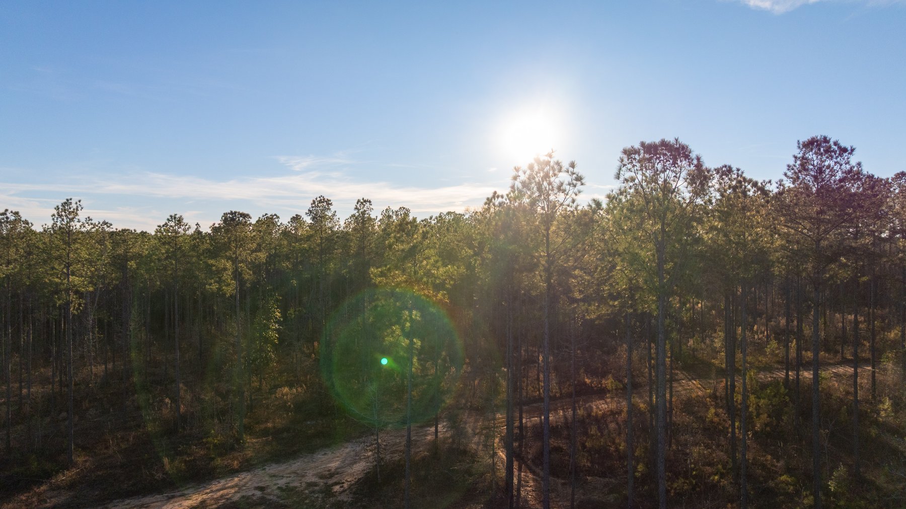 Image for 775± Total Acres - King Tract - Premium Plantation Pines - Large Timber Investment - Choctahatchee Creek Frontage