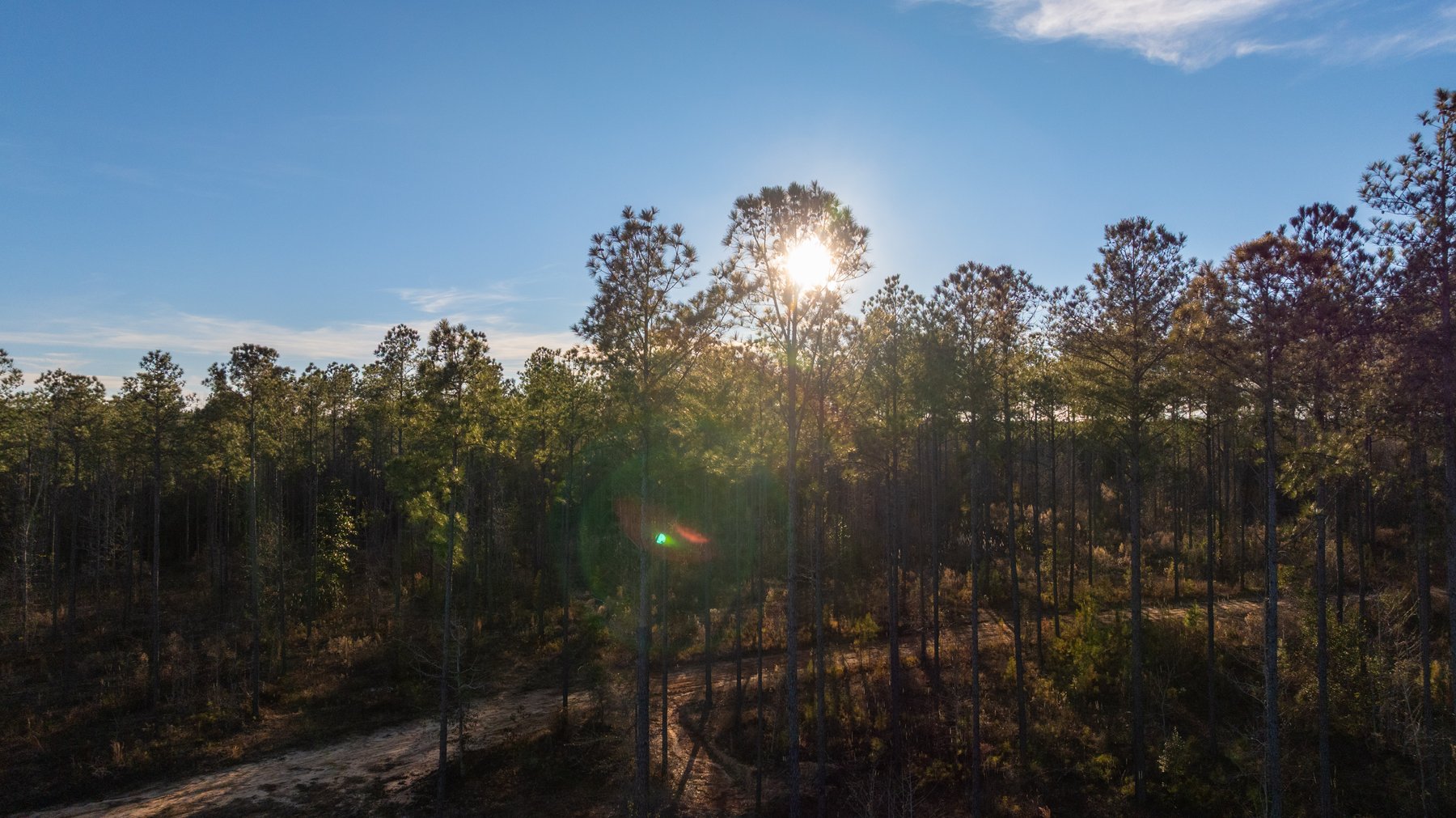Image for 775± Total Acres - King Tract - Premium Plantation Pines - Large Timber Investment - Choctahatchee Creek Frontage