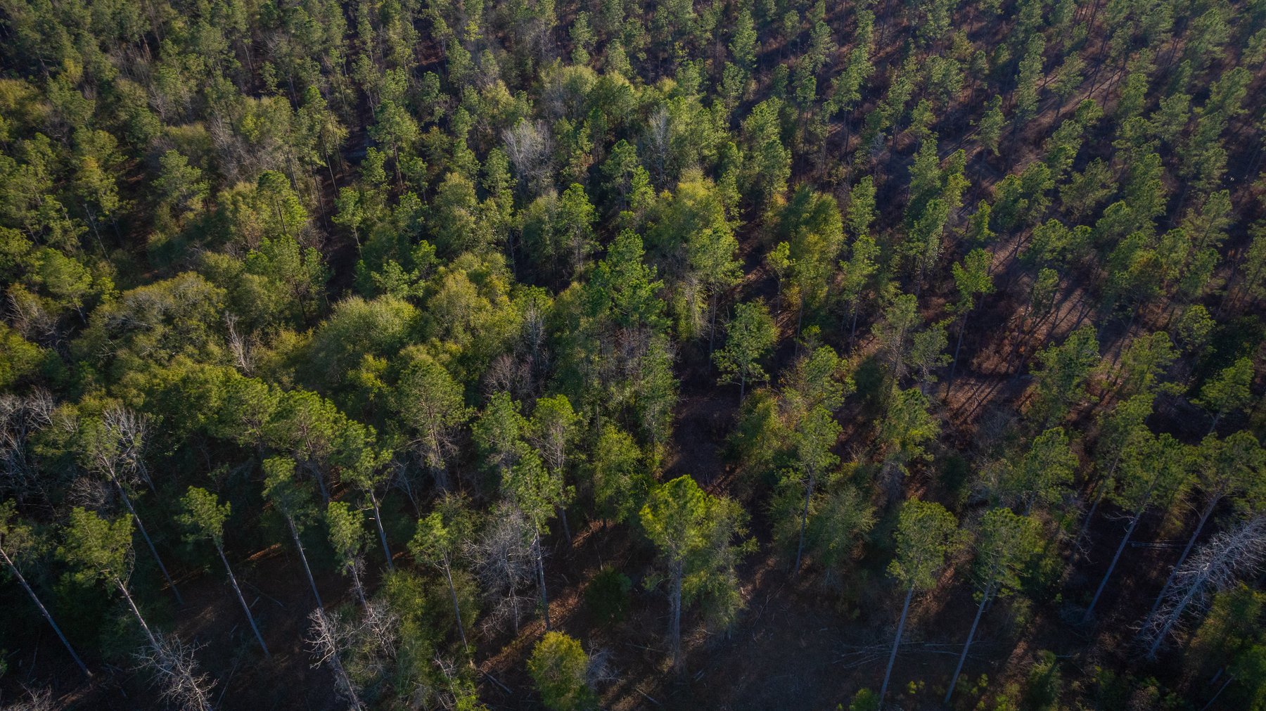 Image for 775± Total Acres - King Tract - Premium Plantation Pines - Large Timber Investment - Choctahatchee Creek Frontage