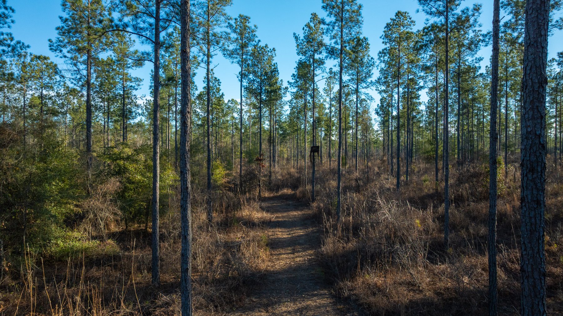 Image for 775± Total Acres - King Tract - Premium Plantation Pines - Large Timber Investment - Choctahatchee Creek Frontage
