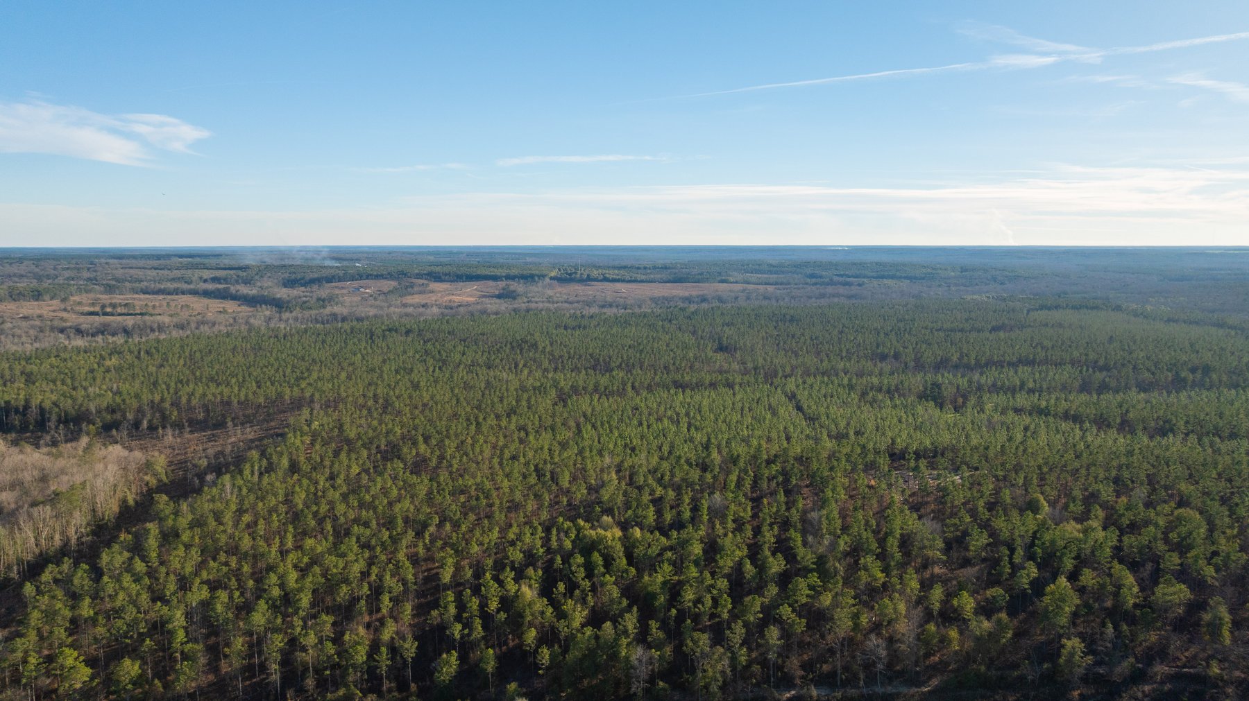 Image for 775± Total Acres - King Tract - Premium Plantation Pines - Large Timber Investment - Choctahatchee Creek Frontage