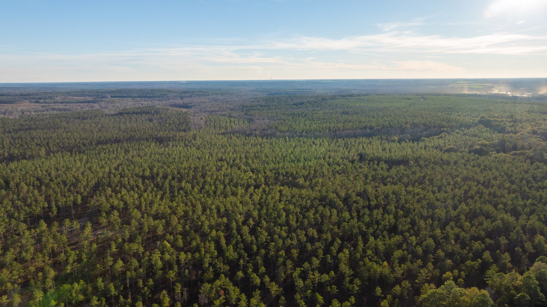Image for 775± Total Acres - King Tract - Premium Plantation Pines - Large Timber Investment - Choctahatchee Creek Frontage