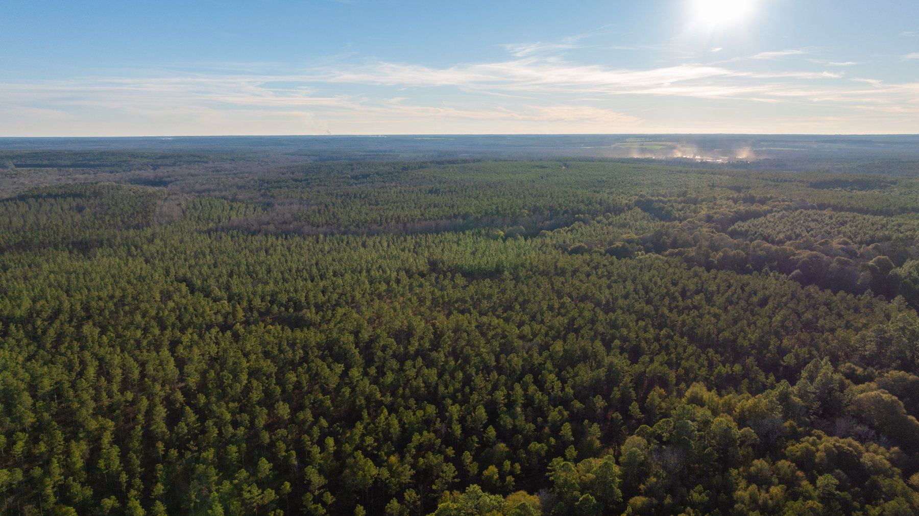 Image for 775± Total Acres - King Tract - Premium Plantation Pines - Large Timber Investment - Choctahatchee Creek Frontage