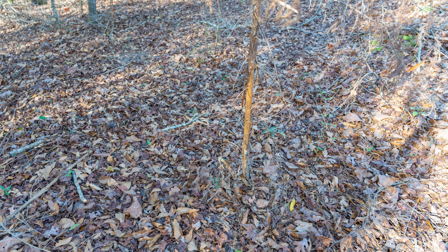 Image for 775± Total Acres - King Tract - Premium Plantation Pines - Large Timber Investment - Choctahatchee Creek Frontage