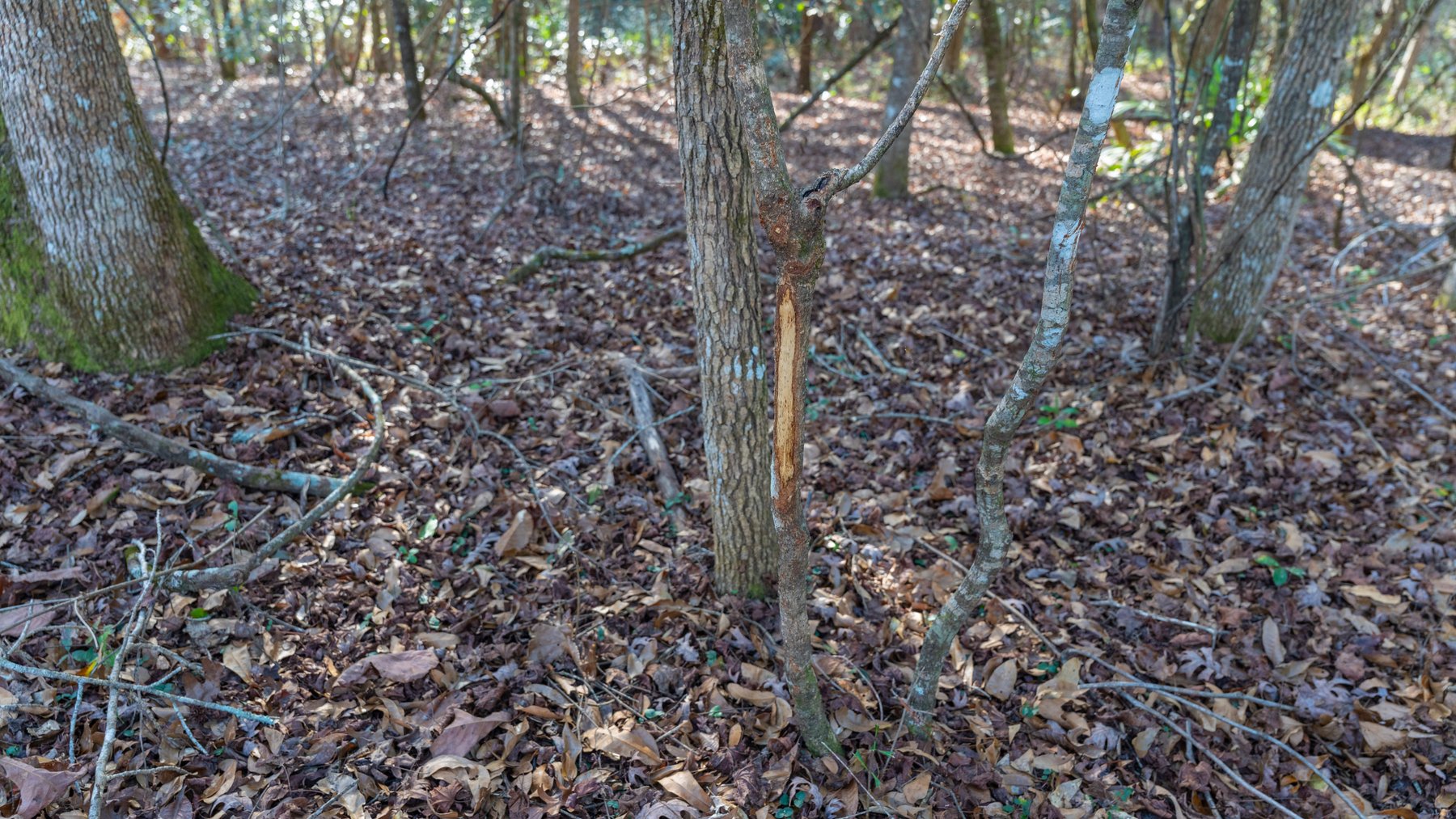 Image for 775± Total Acres - King Tract - Premium Plantation Pines - Large Timber Investment - Choctahatchee Creek Frontage