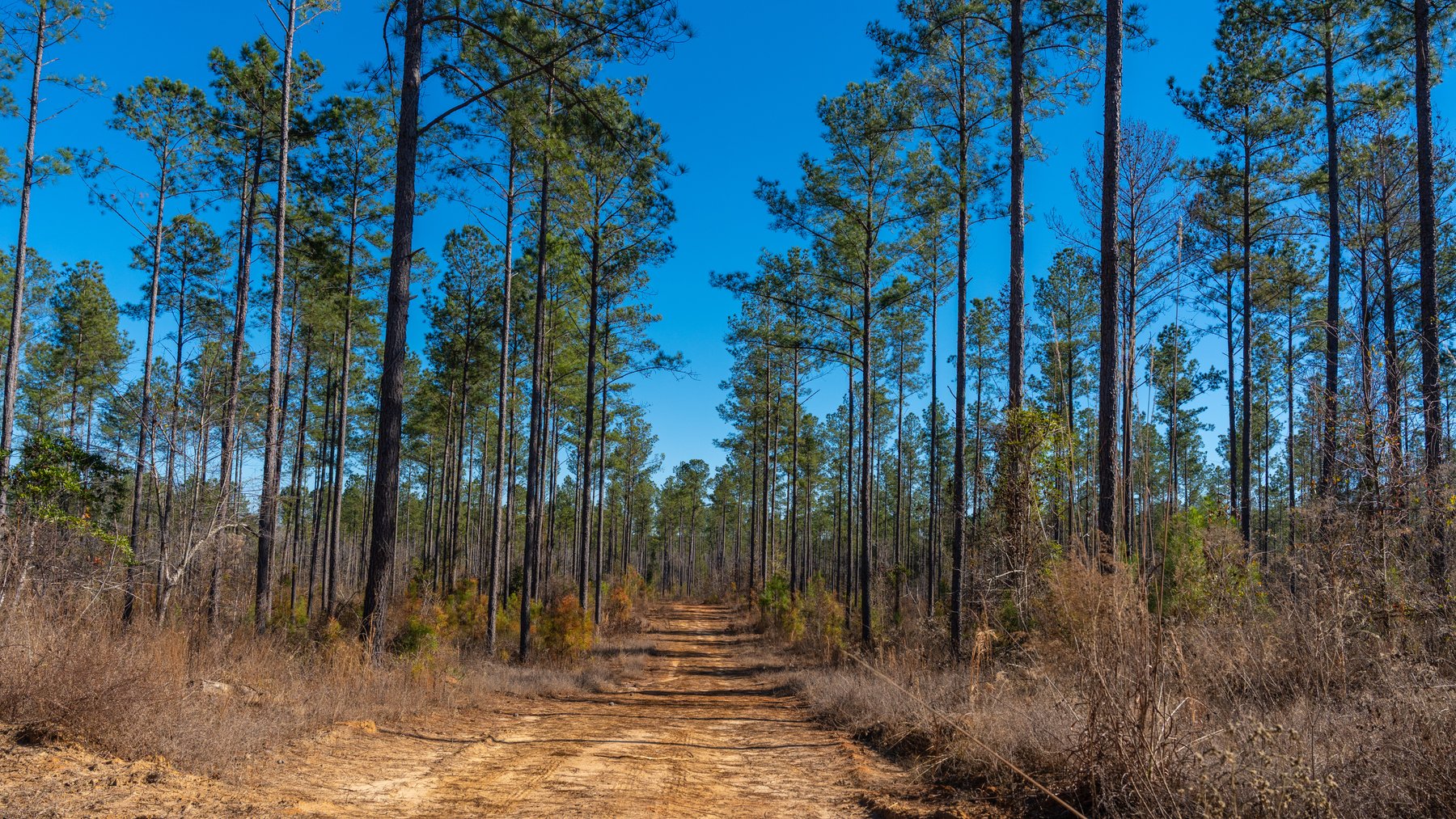 Image for 775± Total Acres - King Tract - Premium Plantation Pines - Large Timber Investment - Choctahatchee Creek Frontage