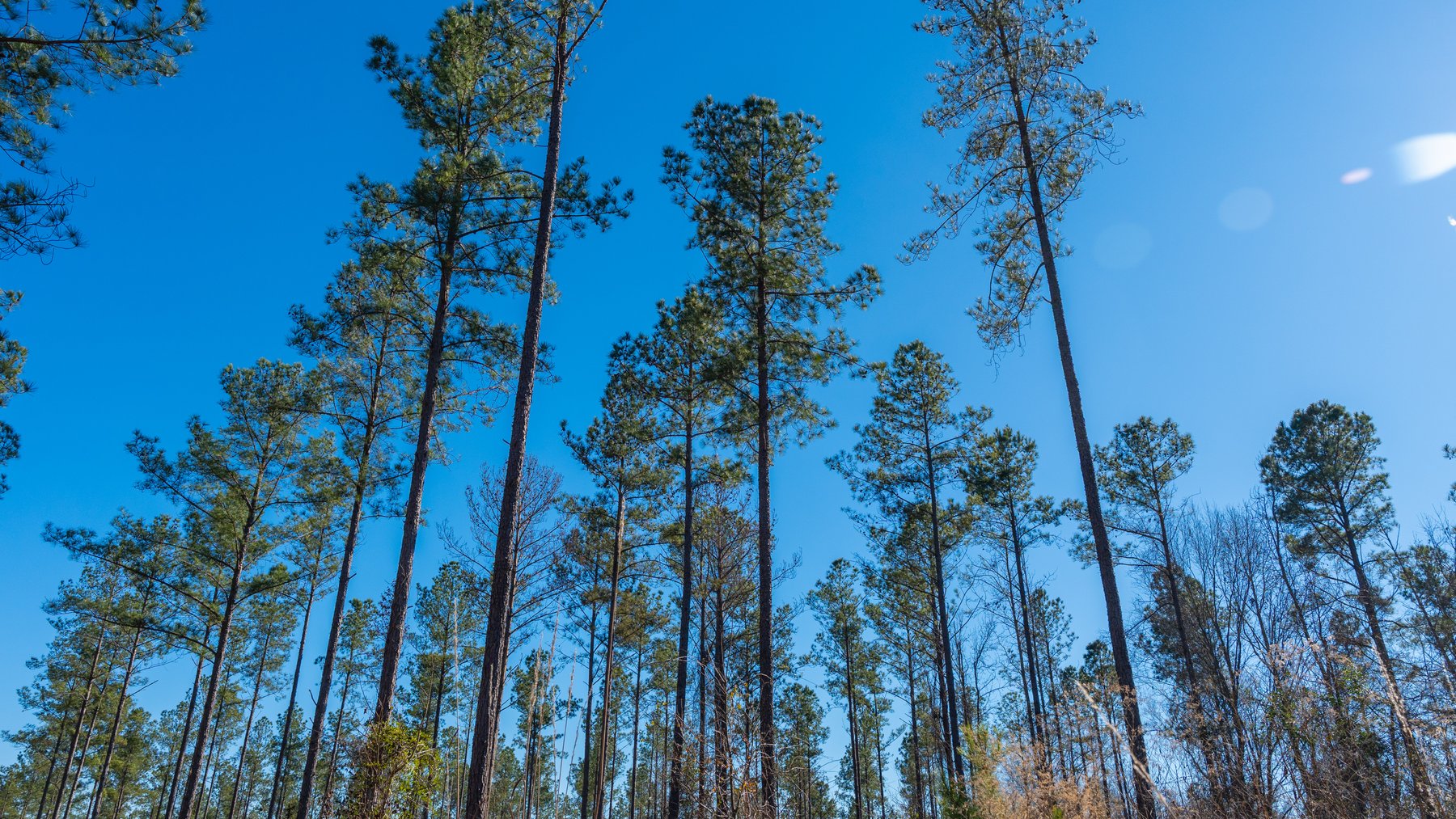 Image for 775± Total Acres - King Tract - Premium Plantation Pines - Large Timber Investment - Choctahatchee Creek Frontage