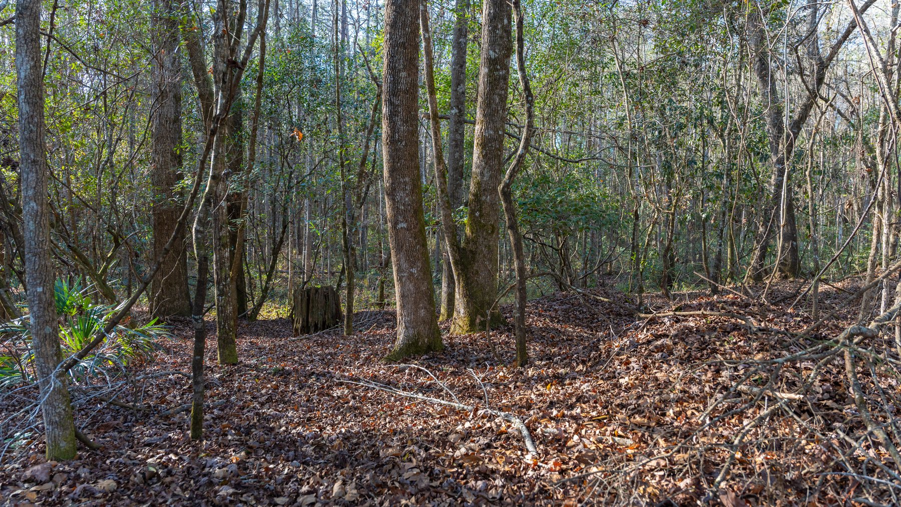 Image for 775± Total Acres - King Tract - Premium Plantation Pines - Large Timber Investment - Choctahatchee Creek Frontage