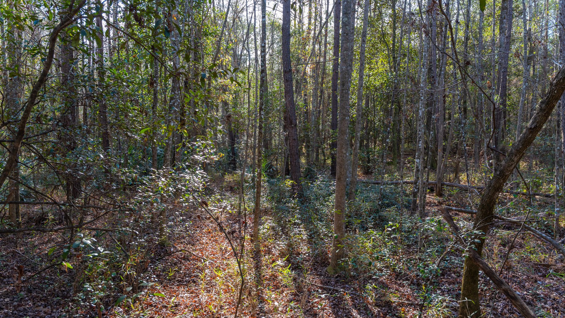 Image for 775± Total Acres - King Tract - Premium Plantation Pines - Large Timber Investment - Choctahatchee Creek Frontage