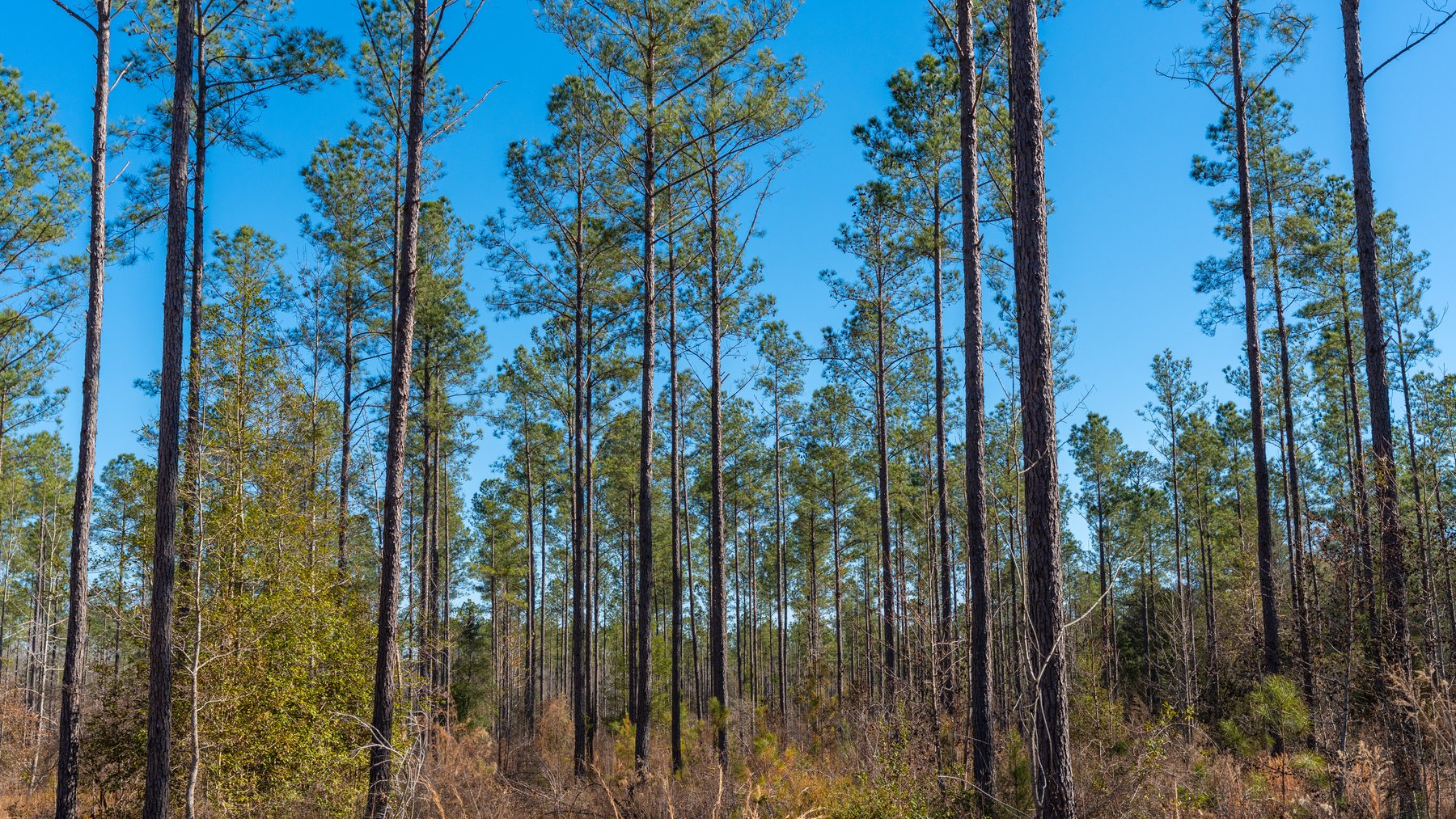 Image for 775± Total Acres - King Tract - Premium Plantation Pines - Large Timber Investment - Choctahatchee Creek Frontage