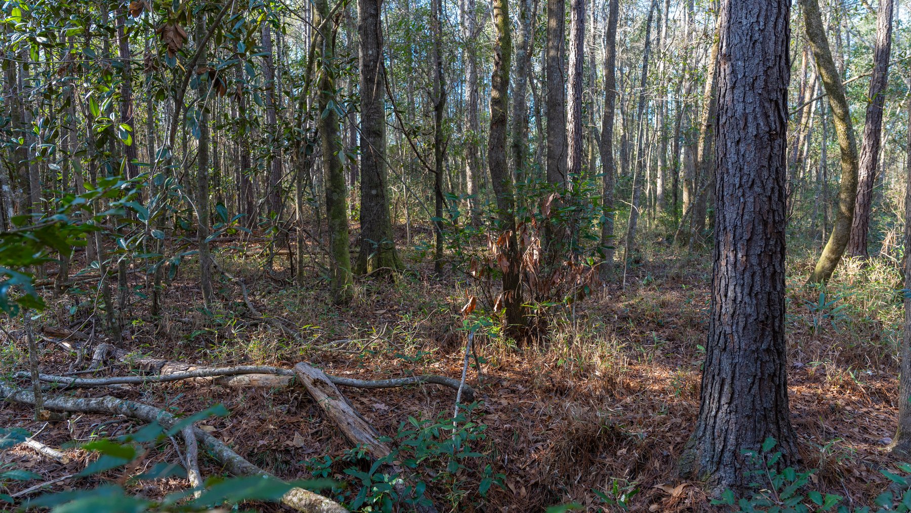 Image for 775± Total Acres - King Tract - Premium Plantation Pines - Large Timber Investment - Choctahatchee Creek Frontage