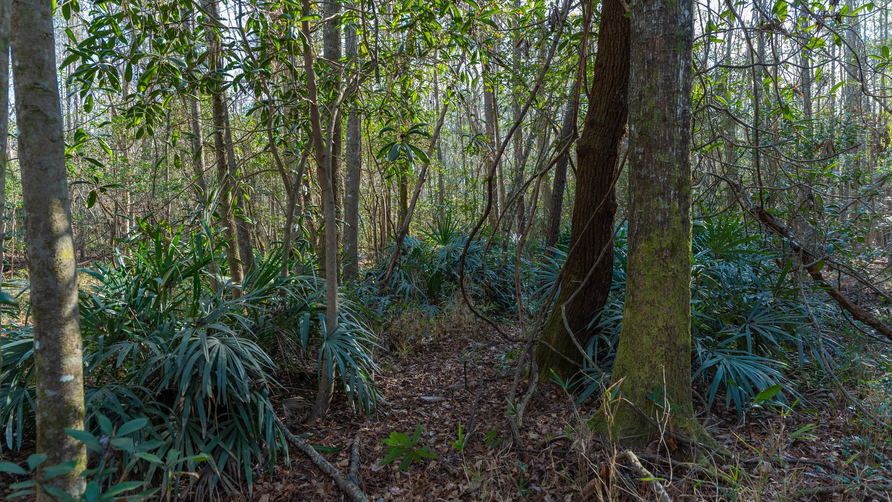 Image for 775± Total Acres - King Tract - Premium Plantation Pines - Large Timber Investment - Choctahatchee Creek Frontage