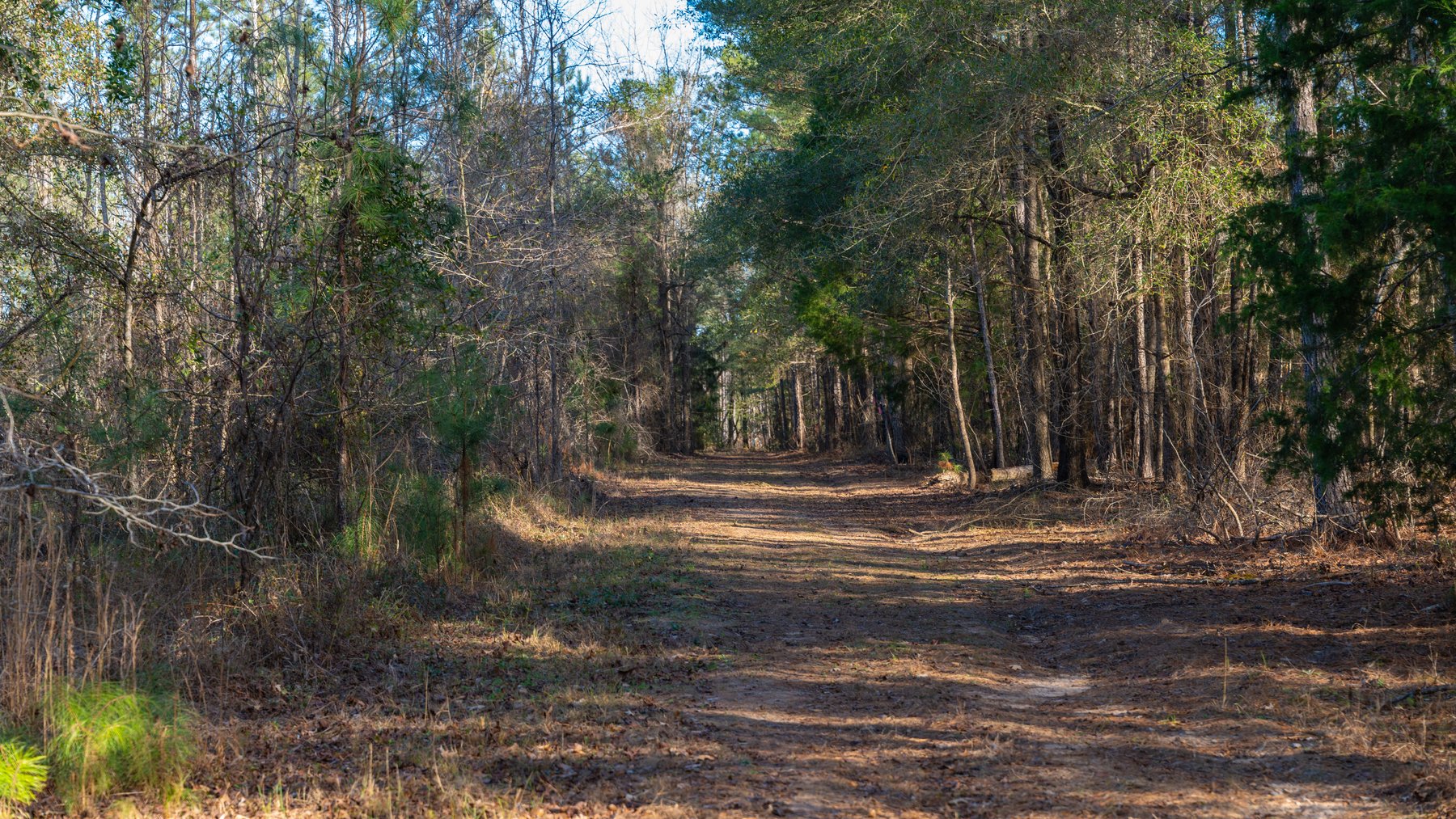 Image for 775± Total Acres - King Tract - Premium Plantation Pines - Large Timber Investment - Choctahatchee Creek Frontage