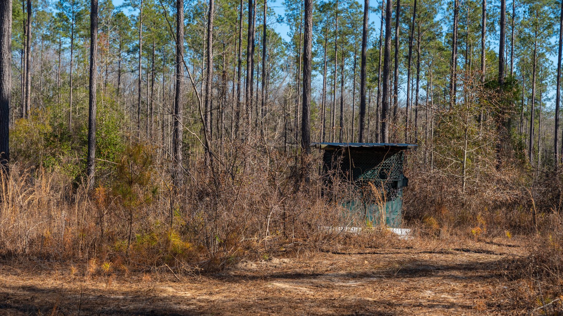 Image for 775± Total Acres - King Tract - Premium Plantation Pines - Large Timber Investment - Choctahatchee Creek Frontage