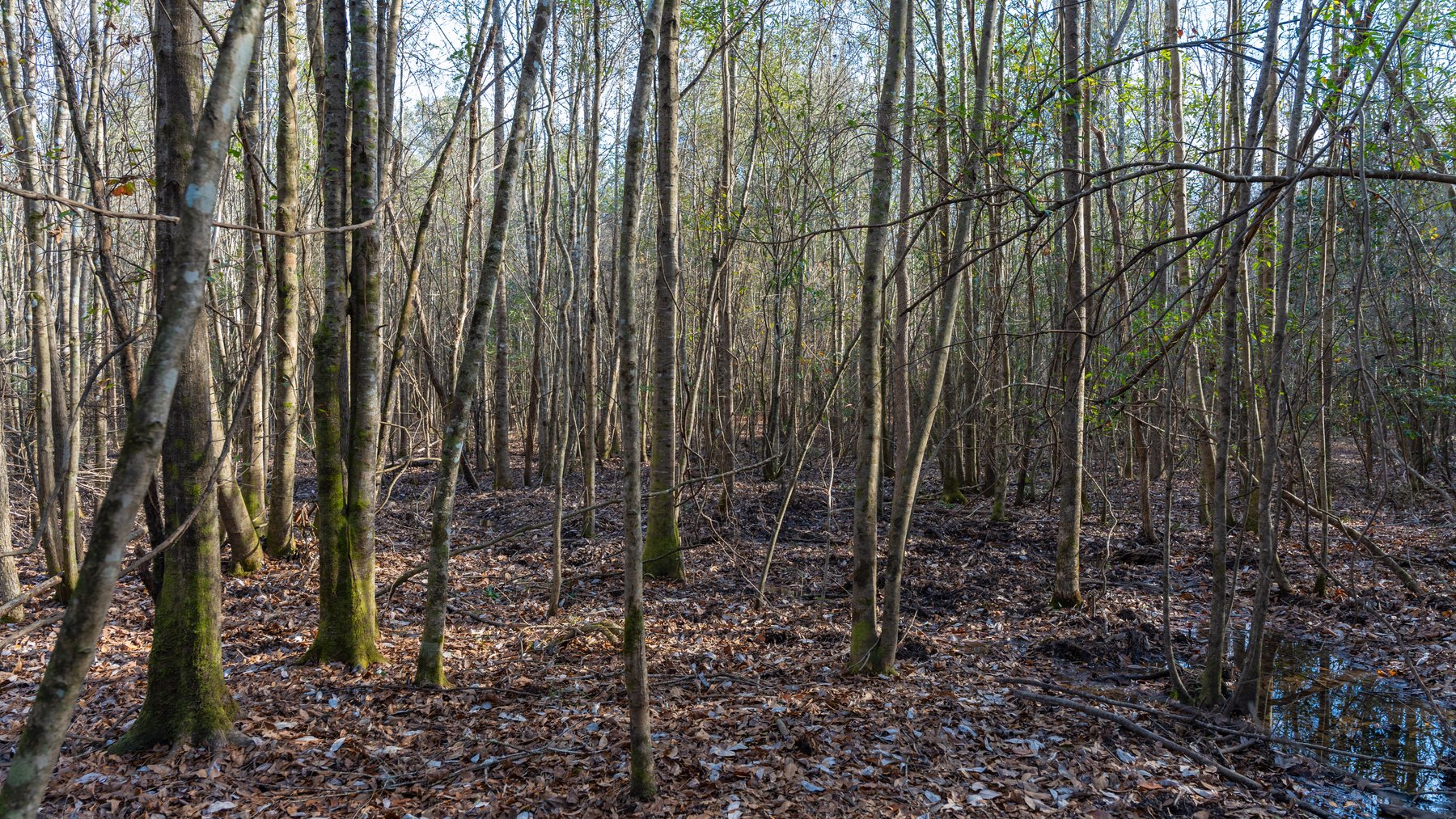 Image for 775± Total Acres - King Tract - Premium Plantation Pines - Large Timber Investment - Choctahatchee Creek Frontage