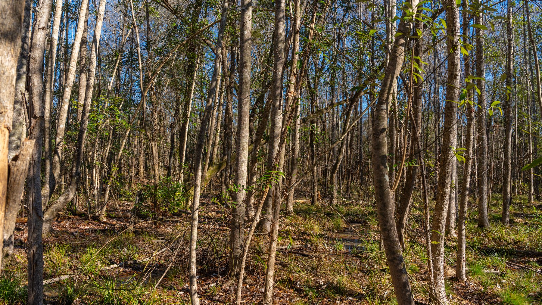 Image for 775± Total Acres - King Tract - Premium Plantation Pines - Large Timber Investment - Choctahatchee Creek Frontage