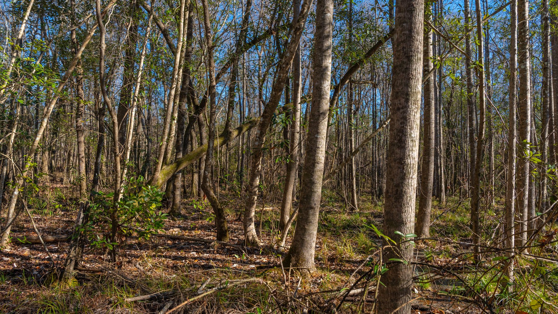 Image for 775± Total Acres - King Tract - Premium Plantation Pines - Large Timber Investment - Choctahatchee Creek Frontage