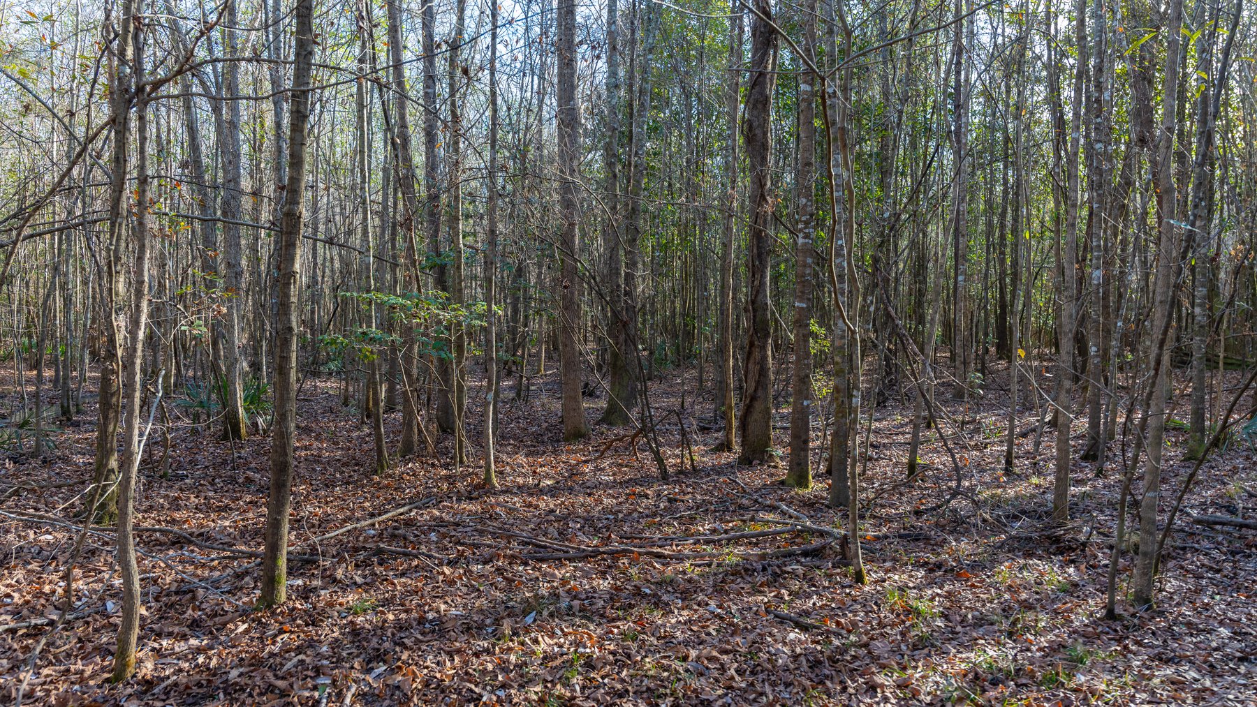 Image for 775± Total Acres - King Tract - Premium Plantation Pines - Large Timber Investment - Choctahatchee Creek Frontage