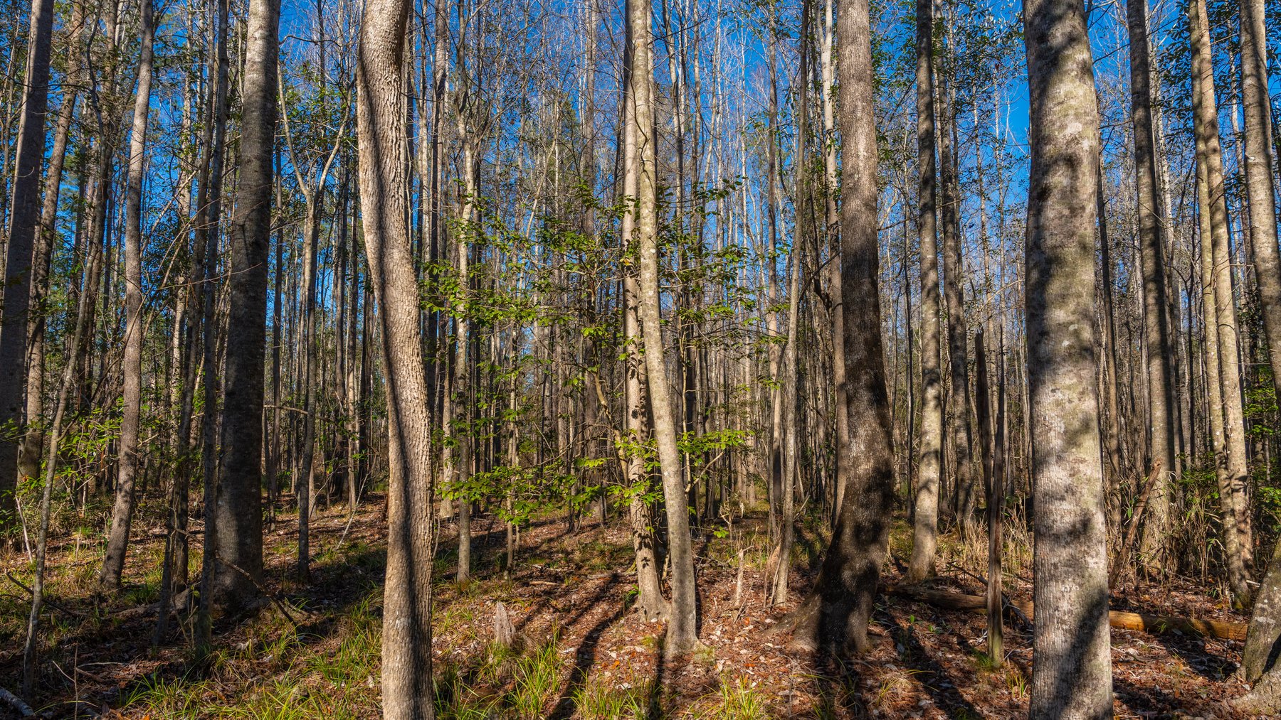 Image for 775± Total Acres - King Tract - Premium Plantation Pines - Large Timber Investment - Choctahatchee Creek Frontage