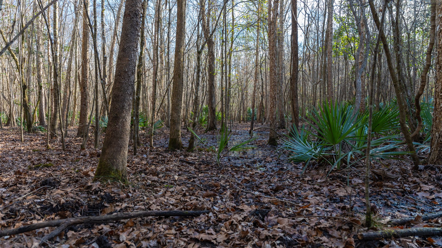 Image for 775± Total Acres - King Tract - Premium Plantation Pines - Large Timber Investment - Choctahatchee Creek Frontage