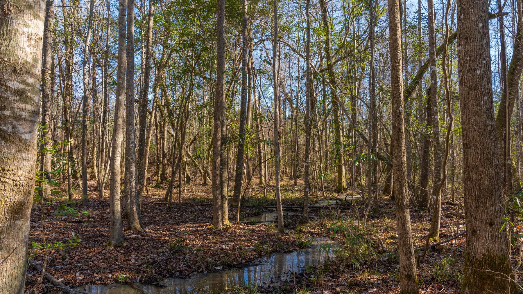 Image for 775± Total Acres - King Tract - Premium Plantation Pines - Large Timber Investment - Choctahatchee Creek Frontage