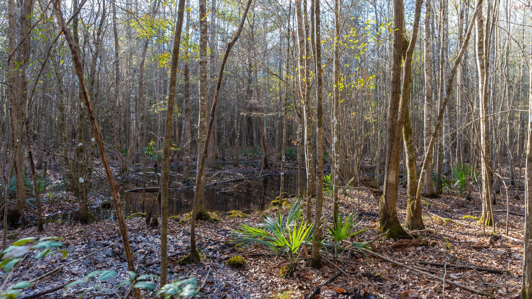 Image for 775± Total Acres - King Tract - Premium Plantation Pines - Large Timber Investment - Choctahatchee Creek Frontage