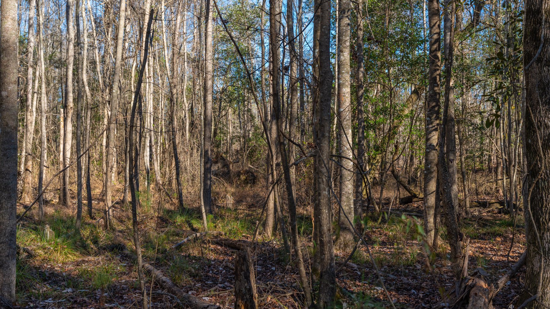 Image for 775± Total Acres - King Tract - Premium Plantation Pines - Large Timber Investment - Choctahatchee Creek Frontage