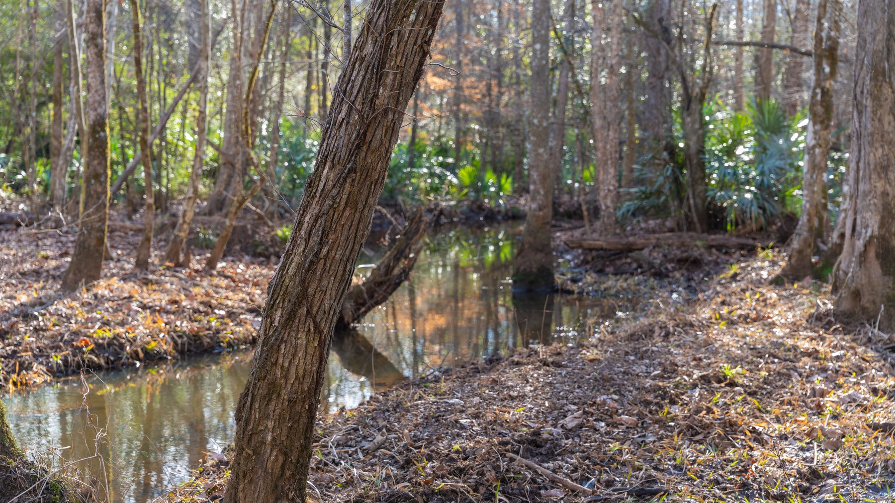 Image for 775± Total Acres - King Tract - Premium Plantation Pines - Large Timber Investment - Choctahatchee Creek Frontage