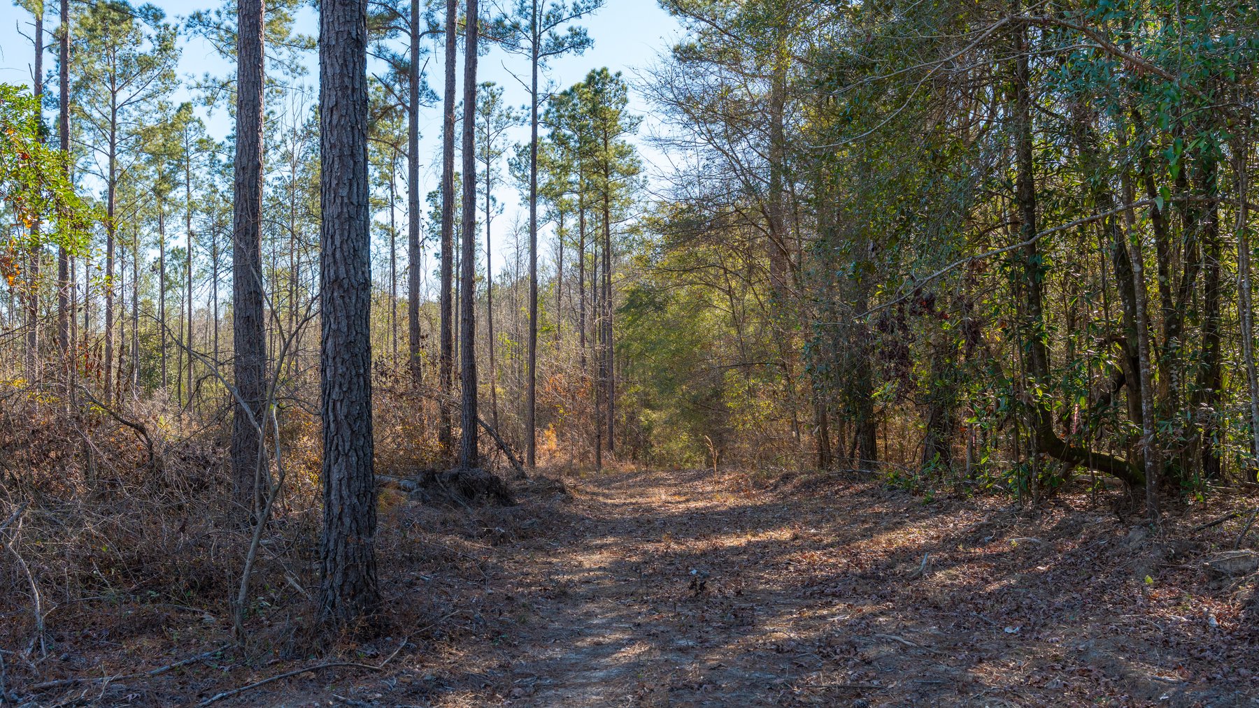 Image for 775± Total Acres - King Tract - Premium Plantation Pines - Large Timber Investment - Choctahatchee Creek Frontage