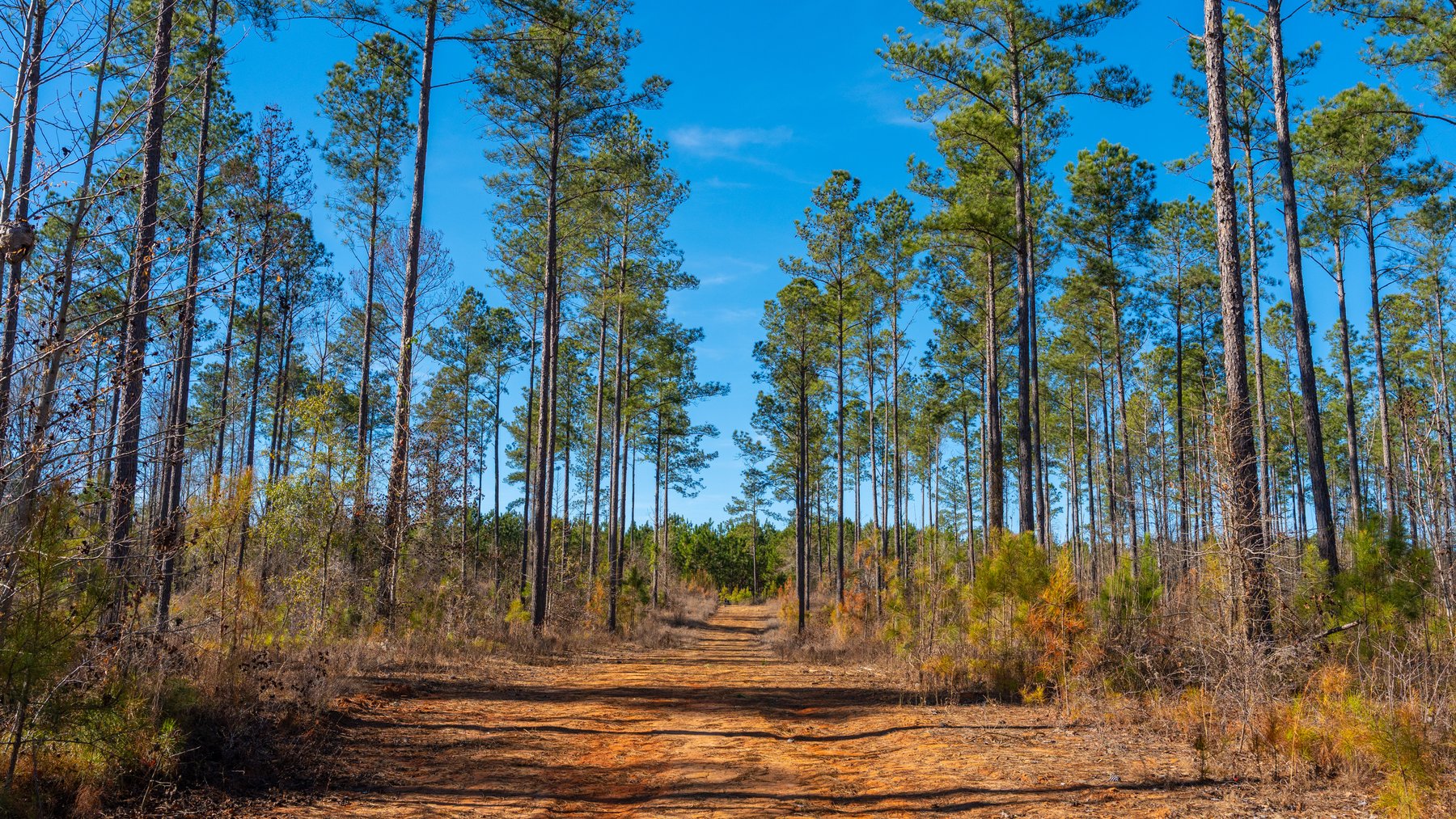 Image for 775± Total Acres - King Tract - Premium Plantation Pines - Large Timber Investment - Choctahatchee Creek Frontage