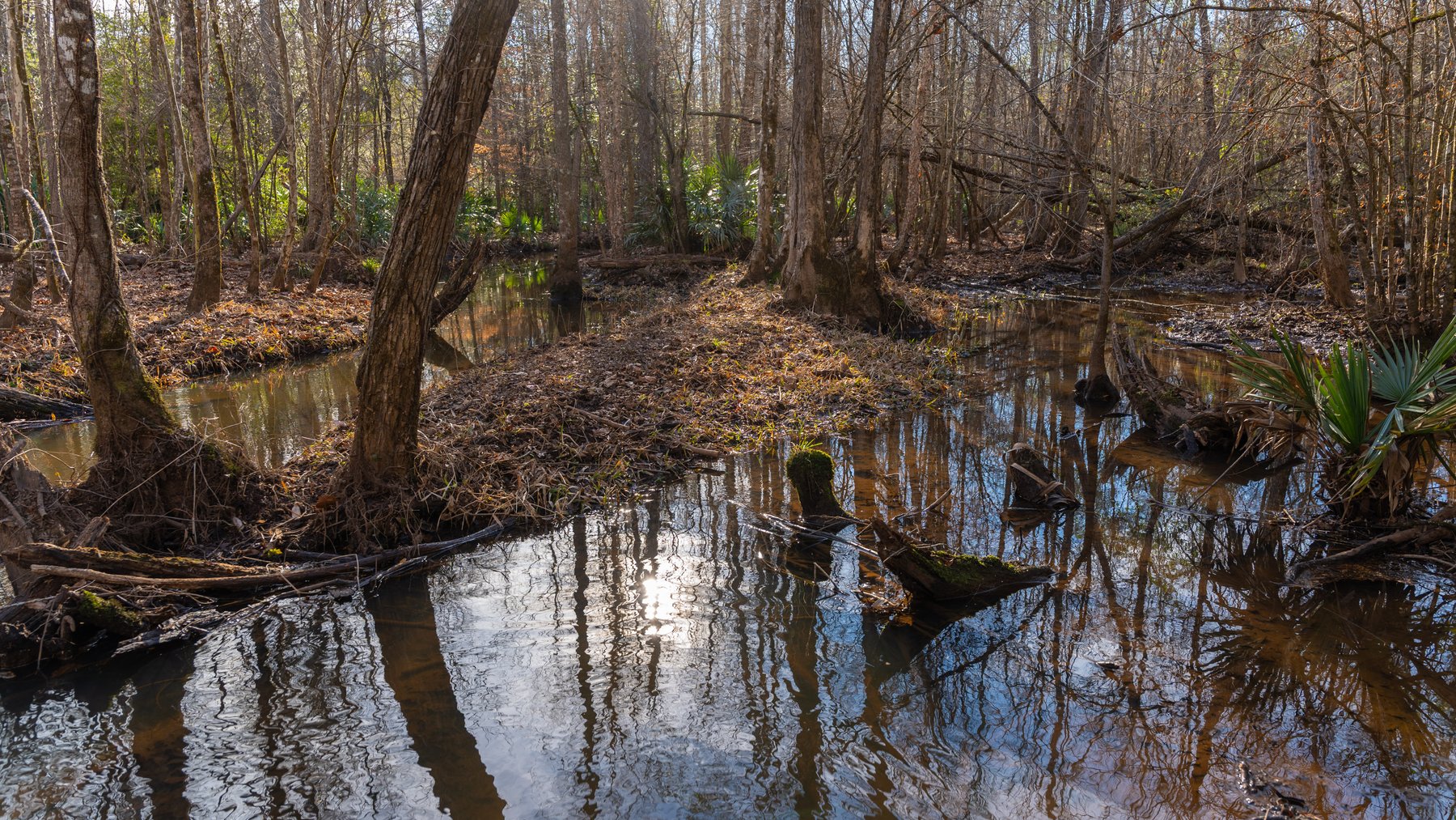 Image for 775± Total Acres - King Tract - Premium Plantation Pines - Large Timber Investment - Choctahatchee Creek Frontage