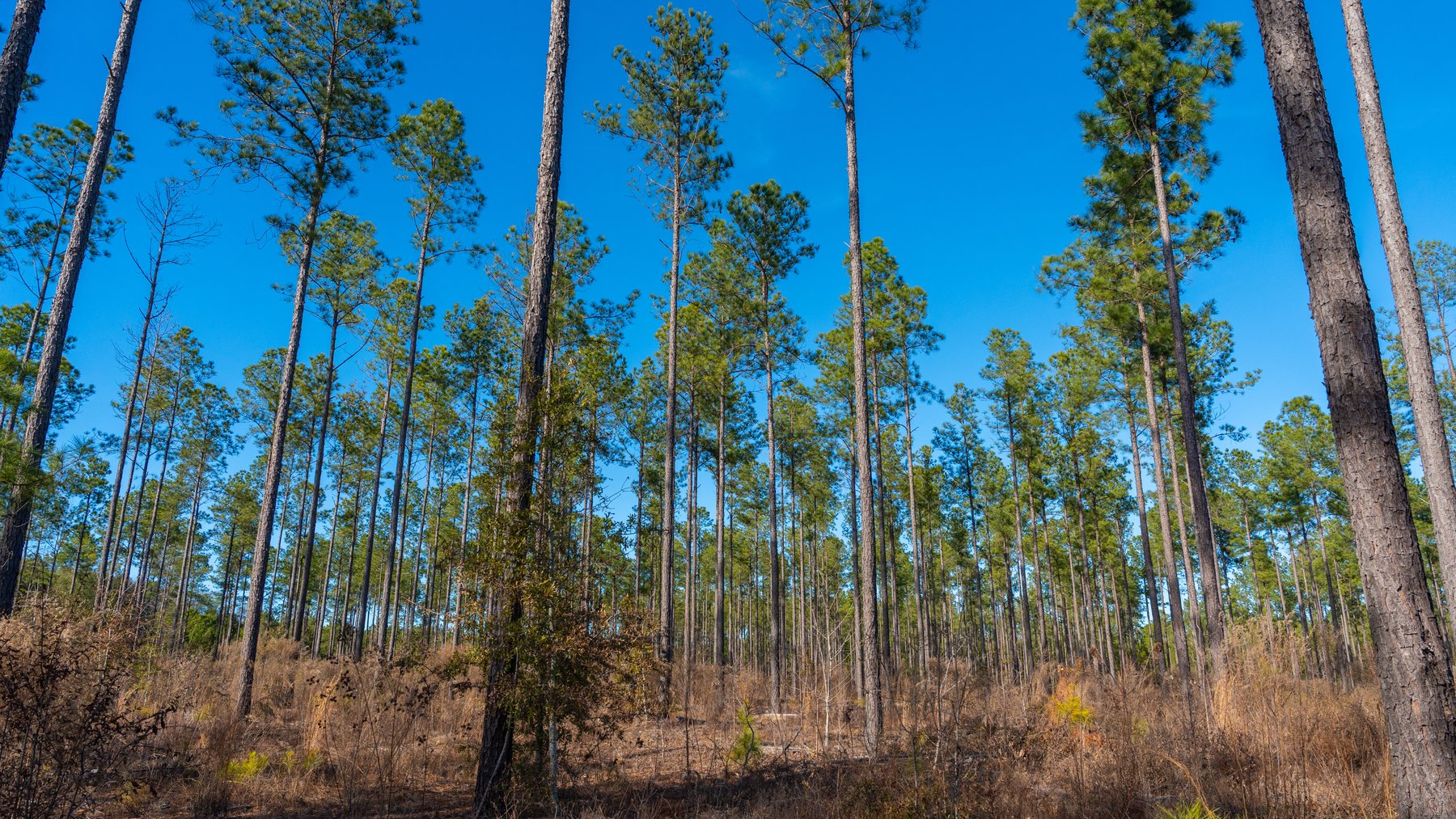 Image for 775± Total Acres - King Tract - Premium Plantation Pines - Large Timber Investment - Choctahatchee Creek Frontage