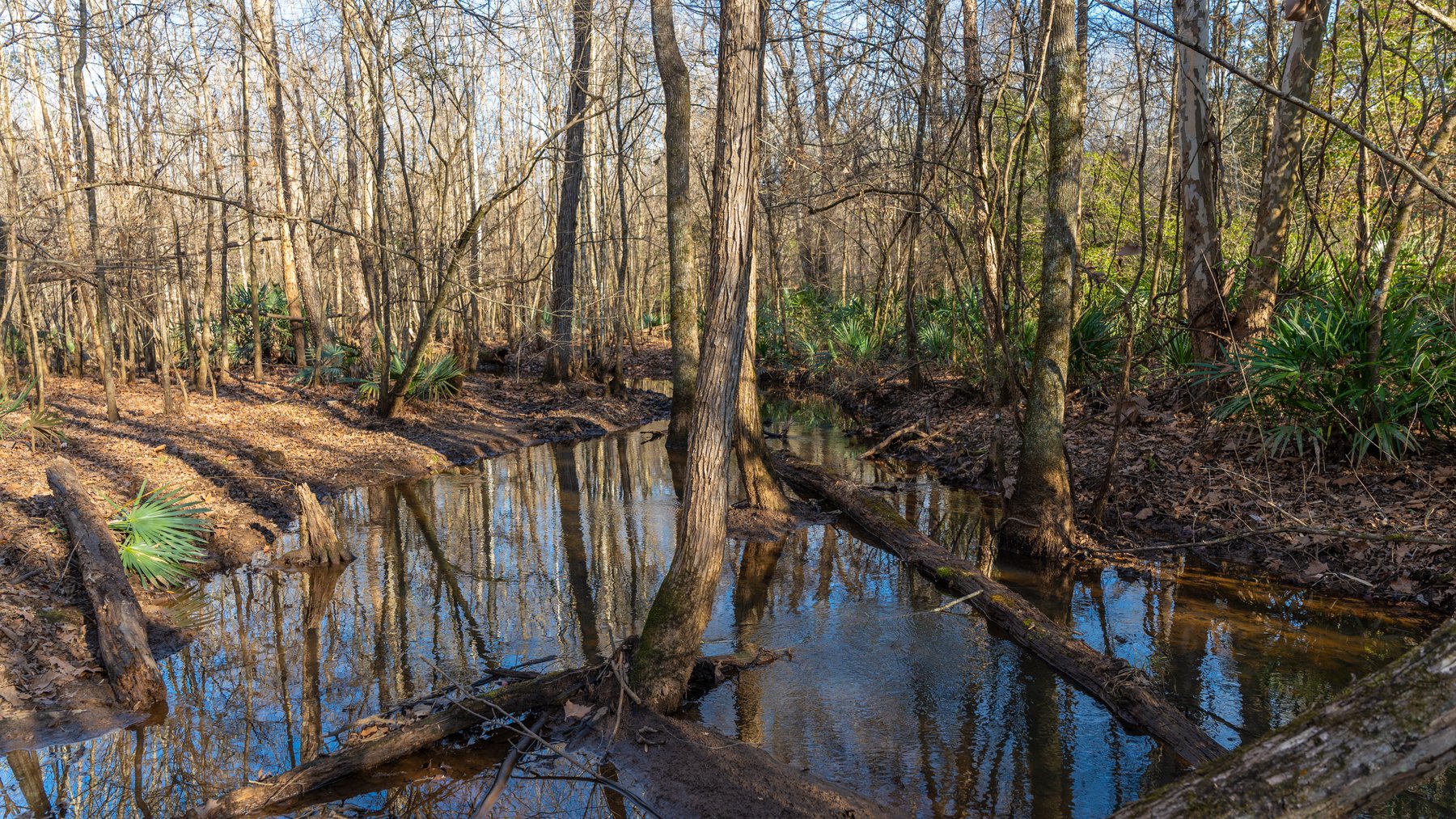 Image for 775± Total Acres - King Tract - Premium Plantation Pines - Large Timber Investment - Choctahatchee Creek Frontage
