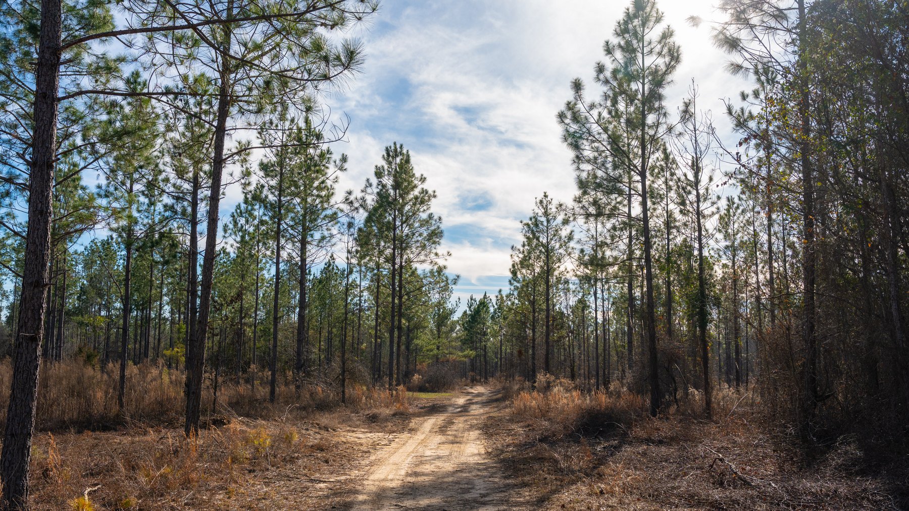 Image for 775± Total Acres - King Tract - Premium Plantation Pines - Large Timber Investment - Choctahatchee Creek Frontage