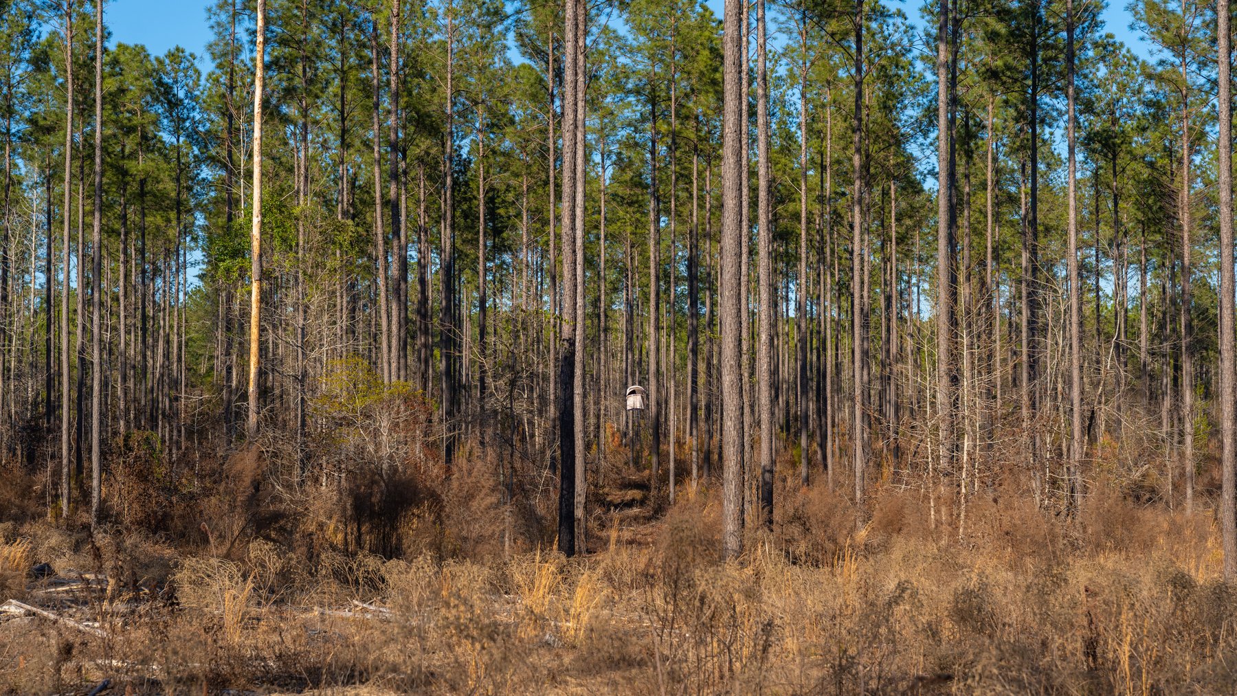 Image for 775± Total Acres - King Tract - Premium Plantation Pines - Large Timber Investment - Choctahatchee Creek Frontage