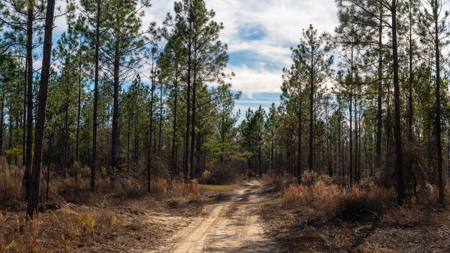 Image for 775± Total Acres - King Tract - Premium Plantation Pines - Large Timber Investment - Choctahatchee Creek Frontage