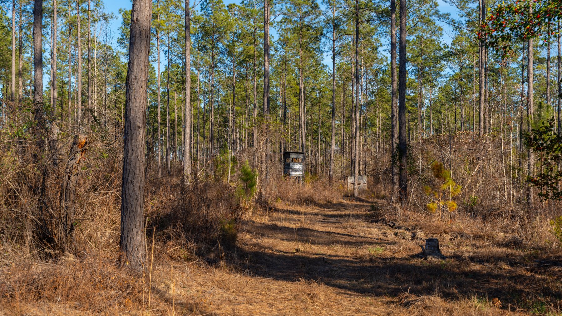 Image for 775± Total Acres - King Tract - Premium Plantation Pines - Large Timber Investment - Choctahatchee Creek Frontage