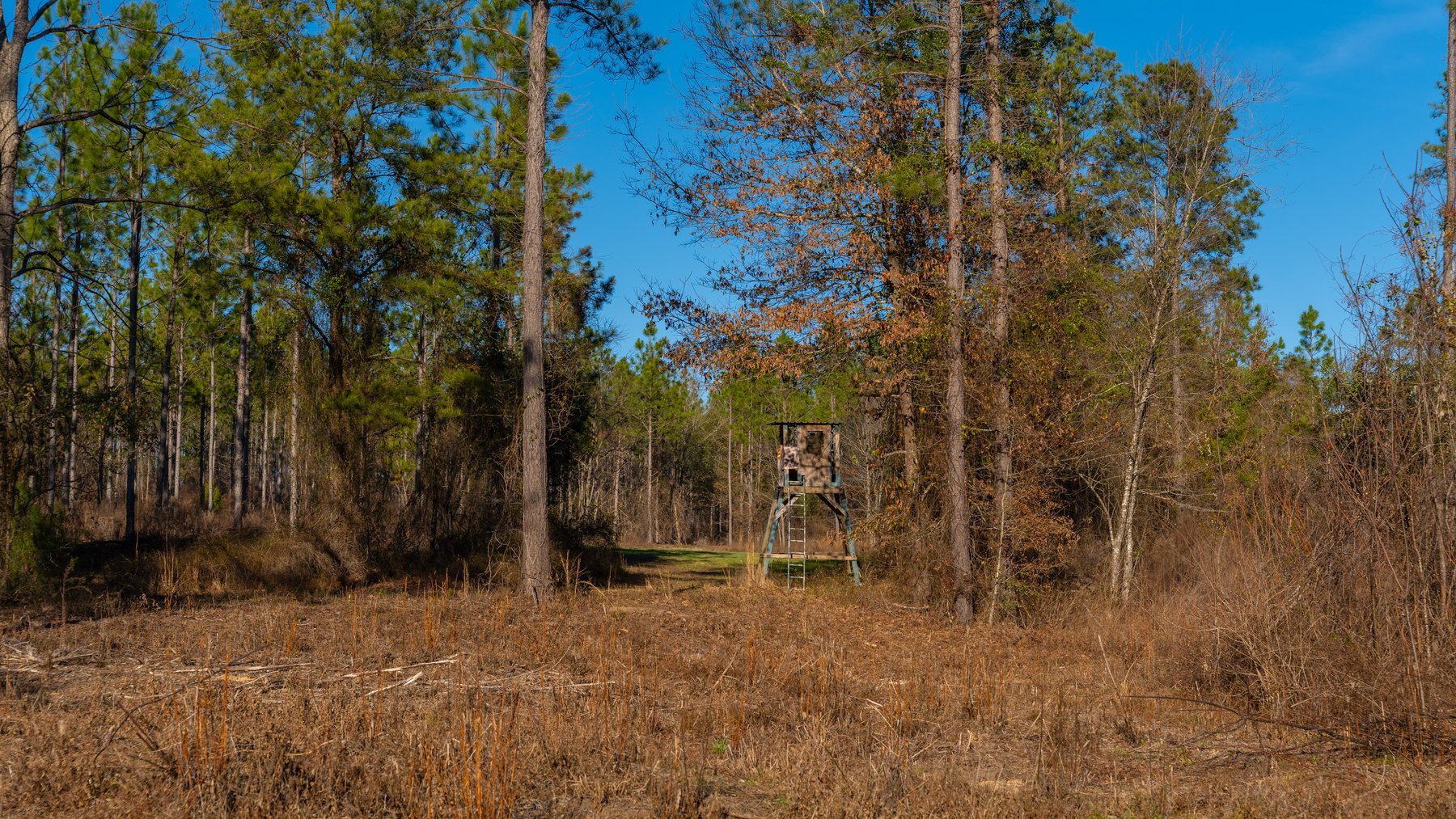 Image for 775± Total Acres - King Tract - Premium Plantation Pines - Large Timber Investment - Choctahatchee Creek Frontage