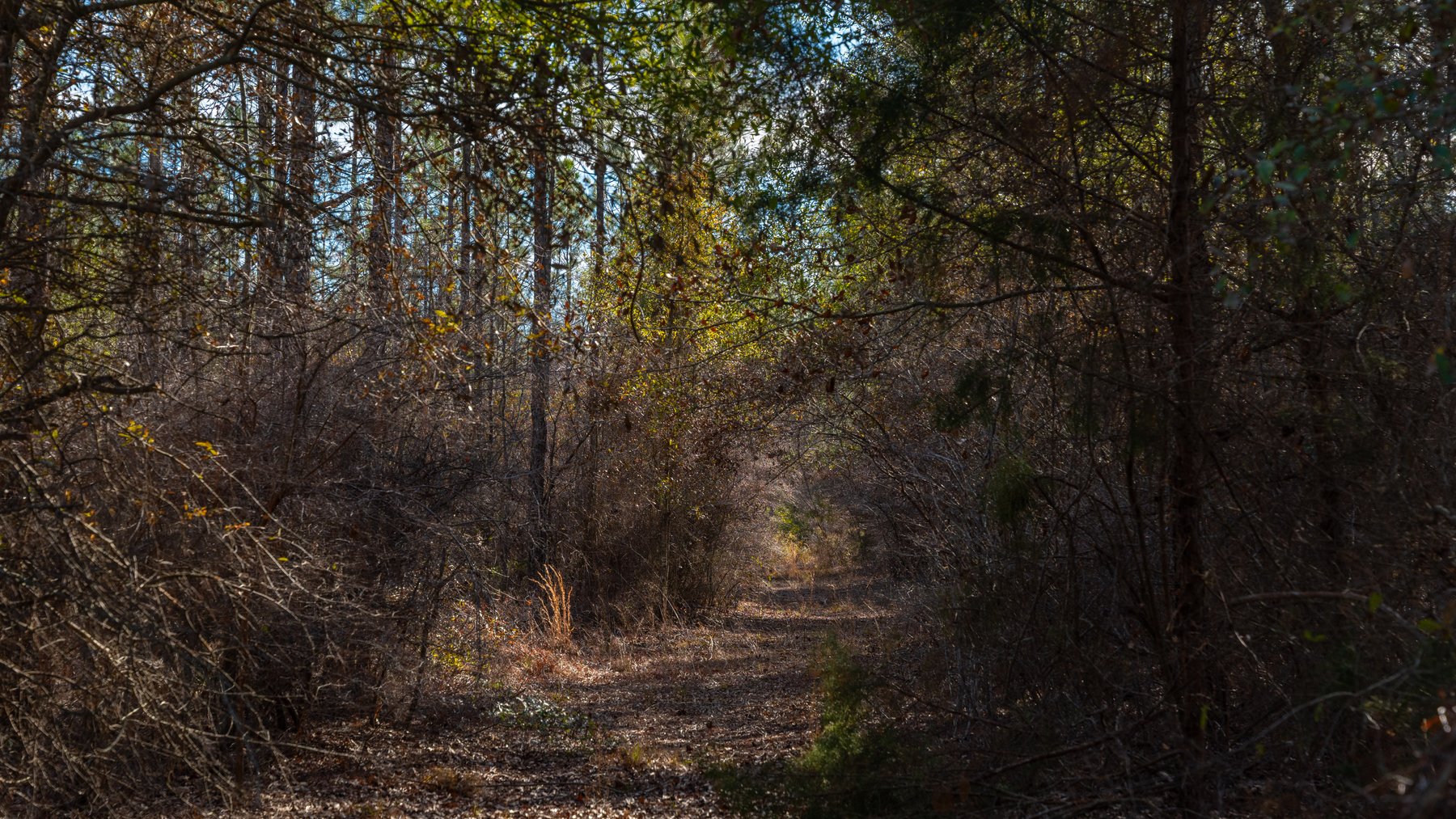 Image for 775± Total Acres - King Tract - Premium Plantation Pines - Large Timber Investment - Choctahatchee Creek Frontage