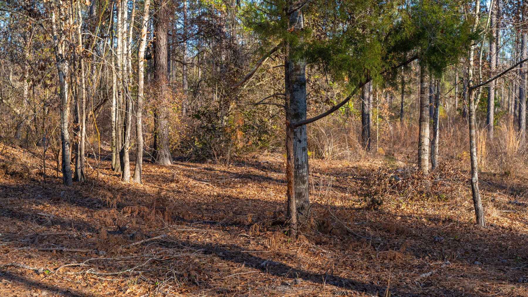 Image for 775± Total Acres - King Tract - Premium Plantation Pines - Large Timber Investment - Choctahatchee Creek Frontage