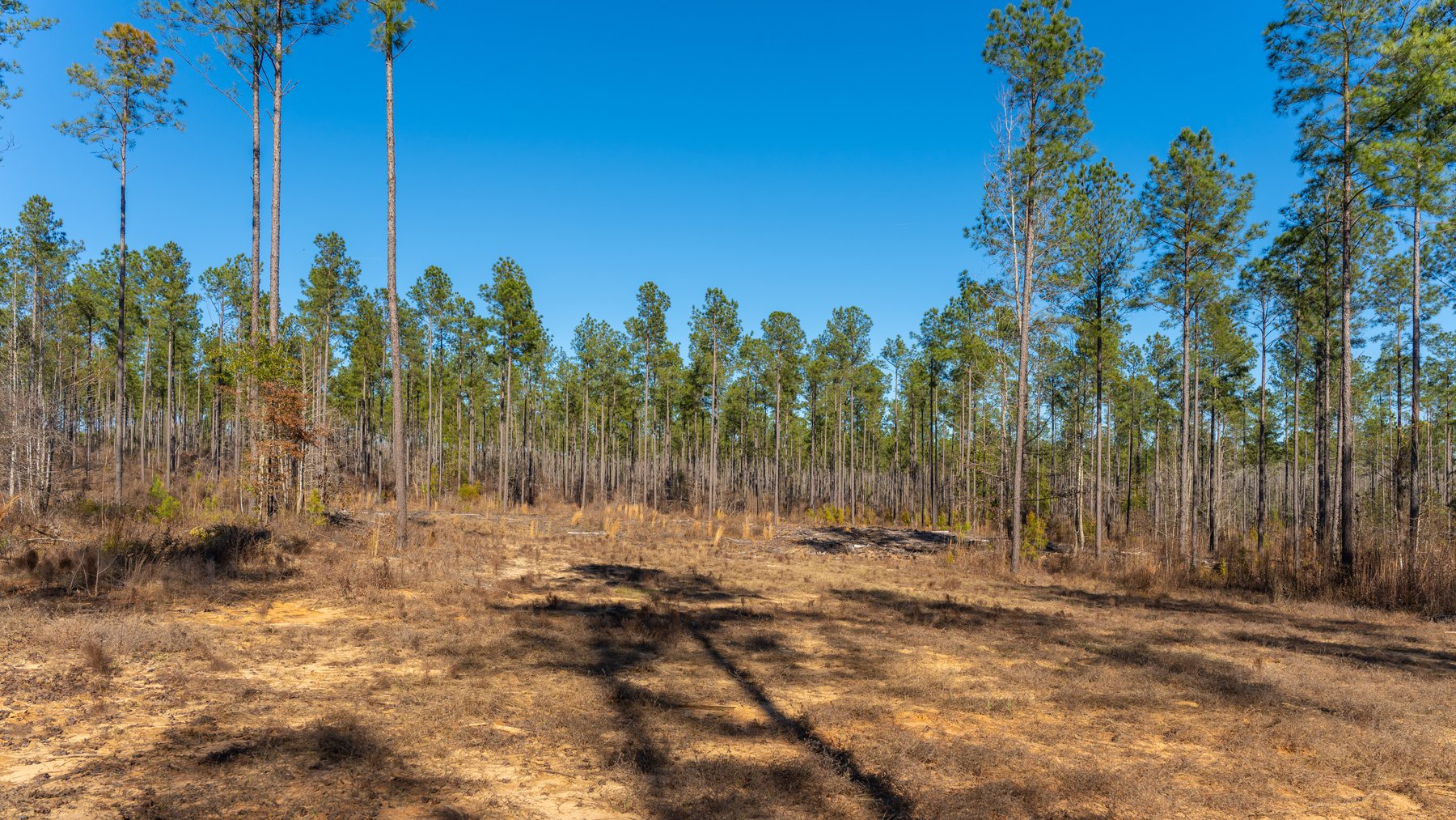 Image for 775± Total Acres - King Tract - Premium Plantation Pines - Large Timber Investment - Choctahatchee Creek Frontage