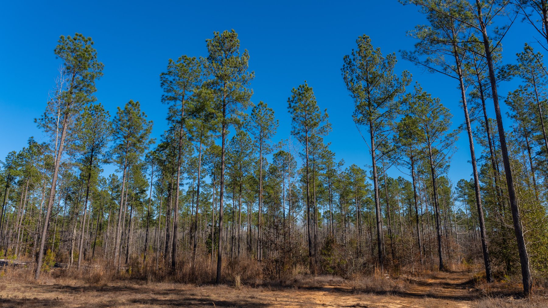 Image for 775± Total Acres - King Tract - Premium Plantation Pines - Large Timber Investment - Choctahatchee Creek Frontage