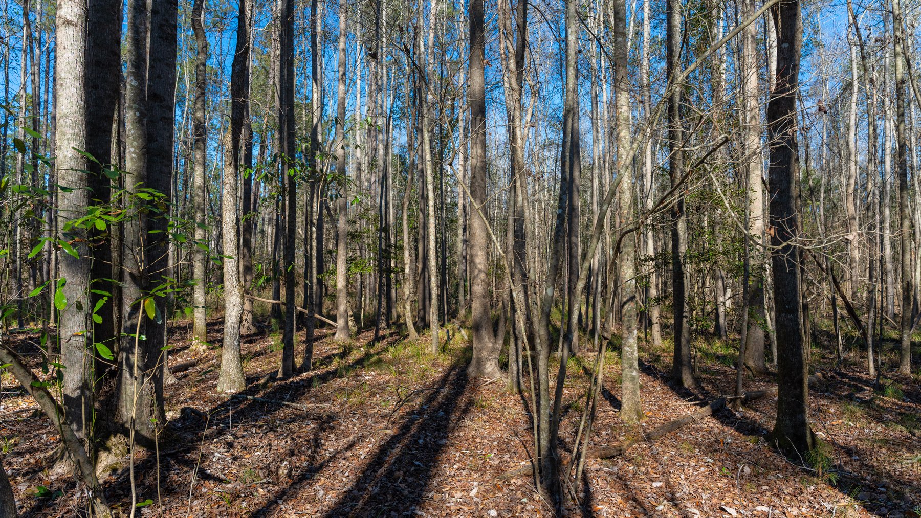 Image for 775± Total Acres - King Tract - Premium Plantation Pines - Large Timber Investment - Choctahatchee Creek Frontage