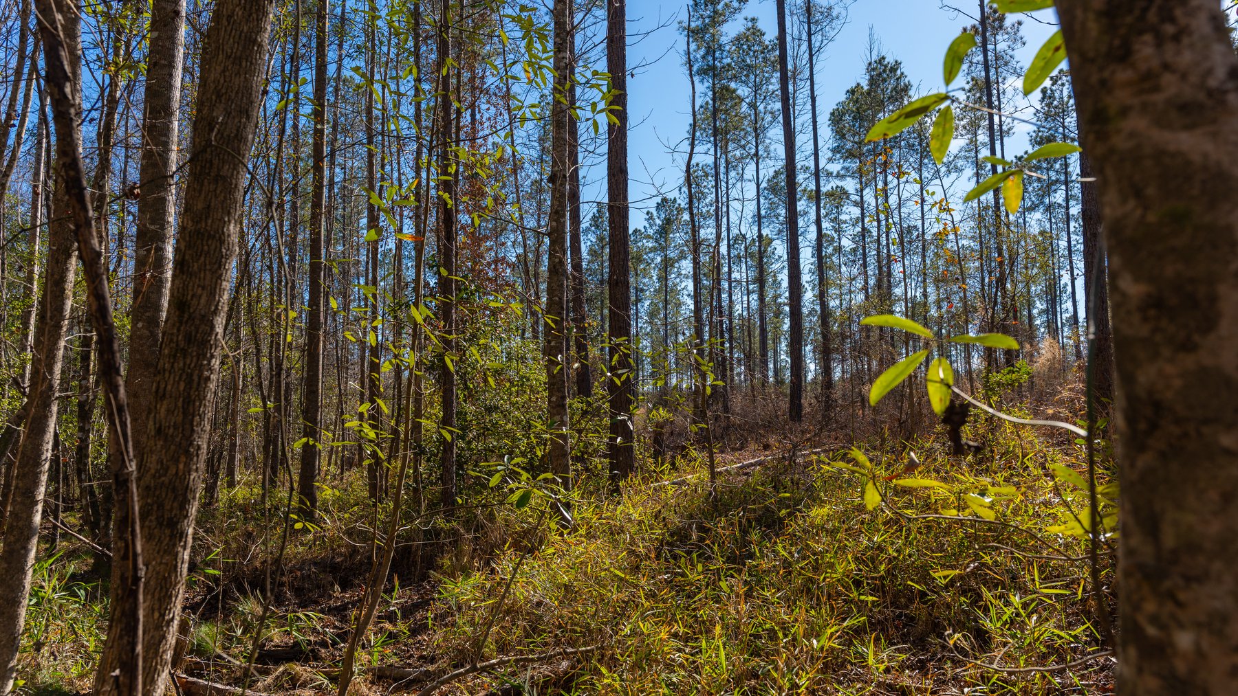 Image for 775± Total Acres - King Tract - Premium Plantation Pines - Large Timber Investment - Choctahatchee Creek Frontage