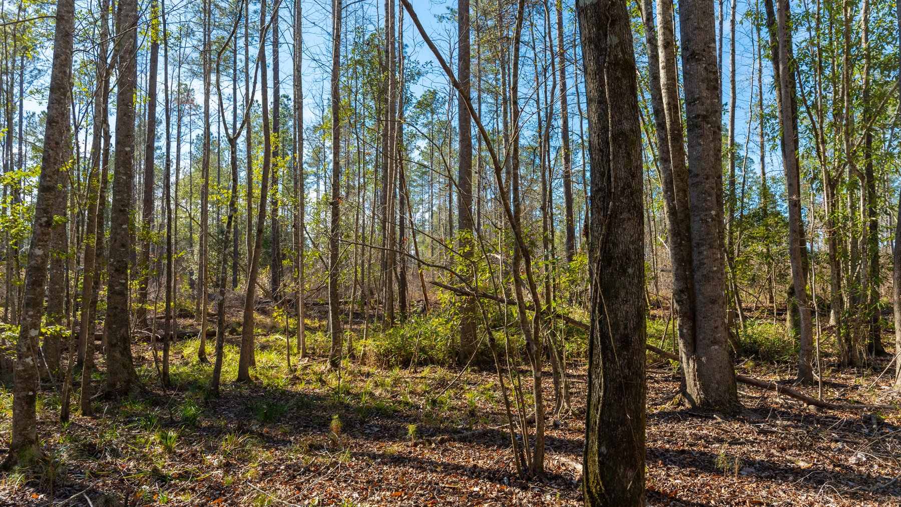 Image for 775± Total Acres - King Tract - Premium Plantation Pines - Large Timber Investment - Choctahatchee Creek Frontage